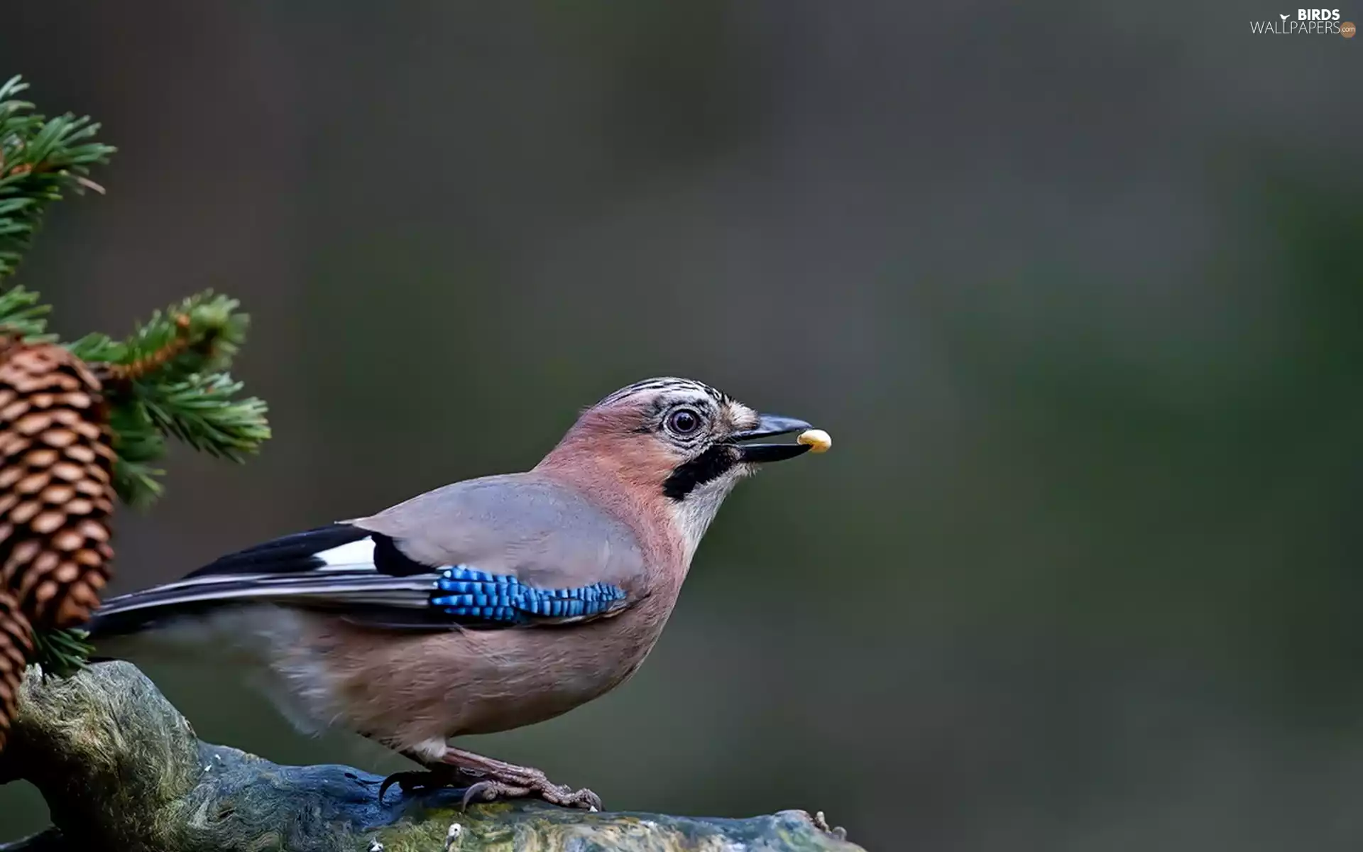 Bird, cone, twig, jay
