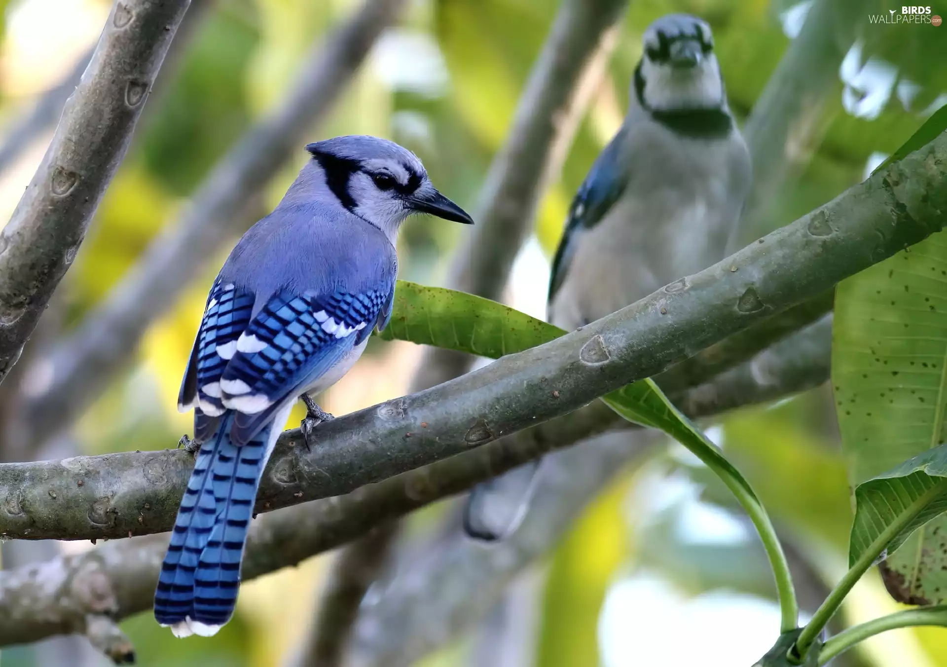 Two cars, Blue Jay, branch pics, birds