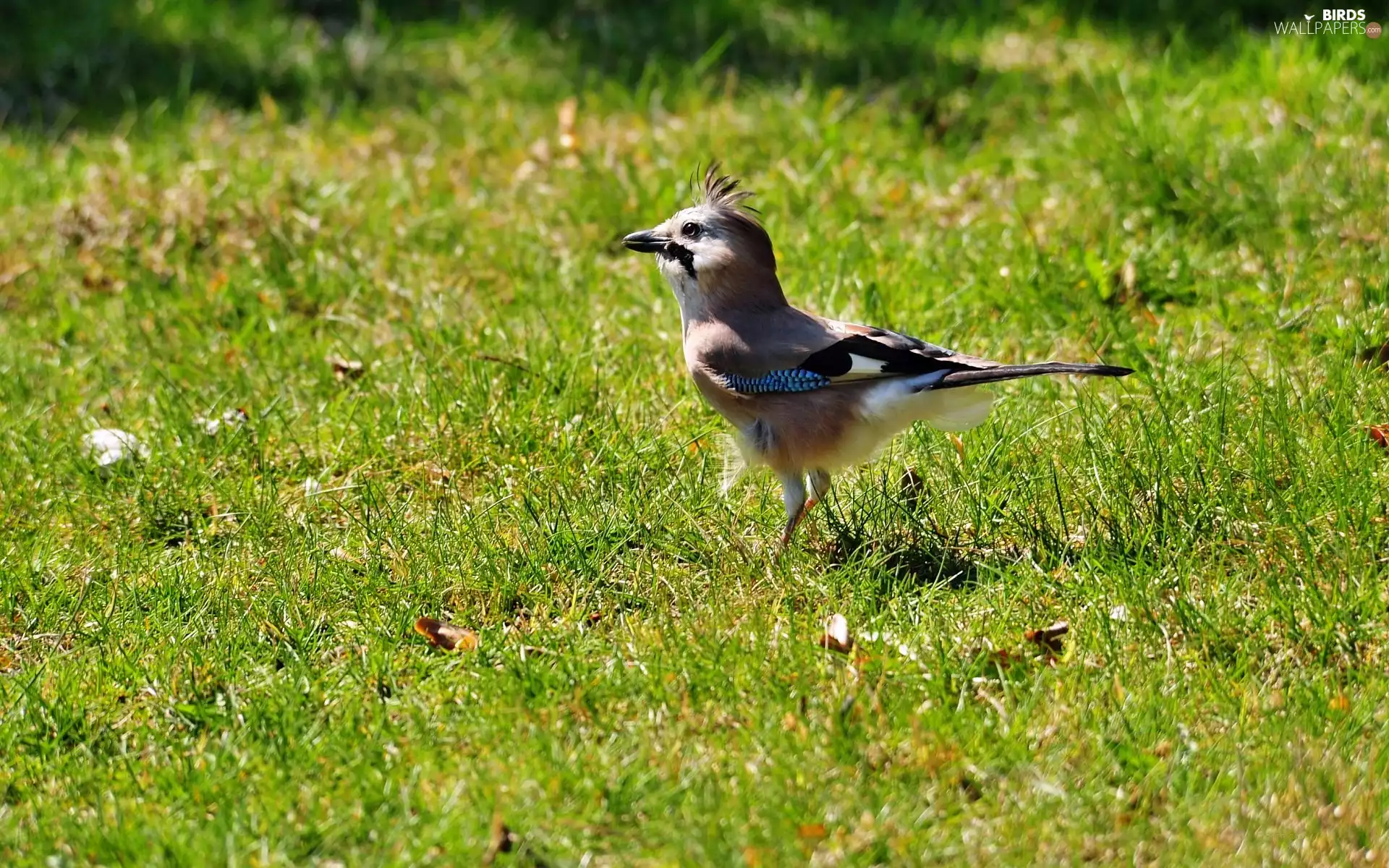 jay, Lawn