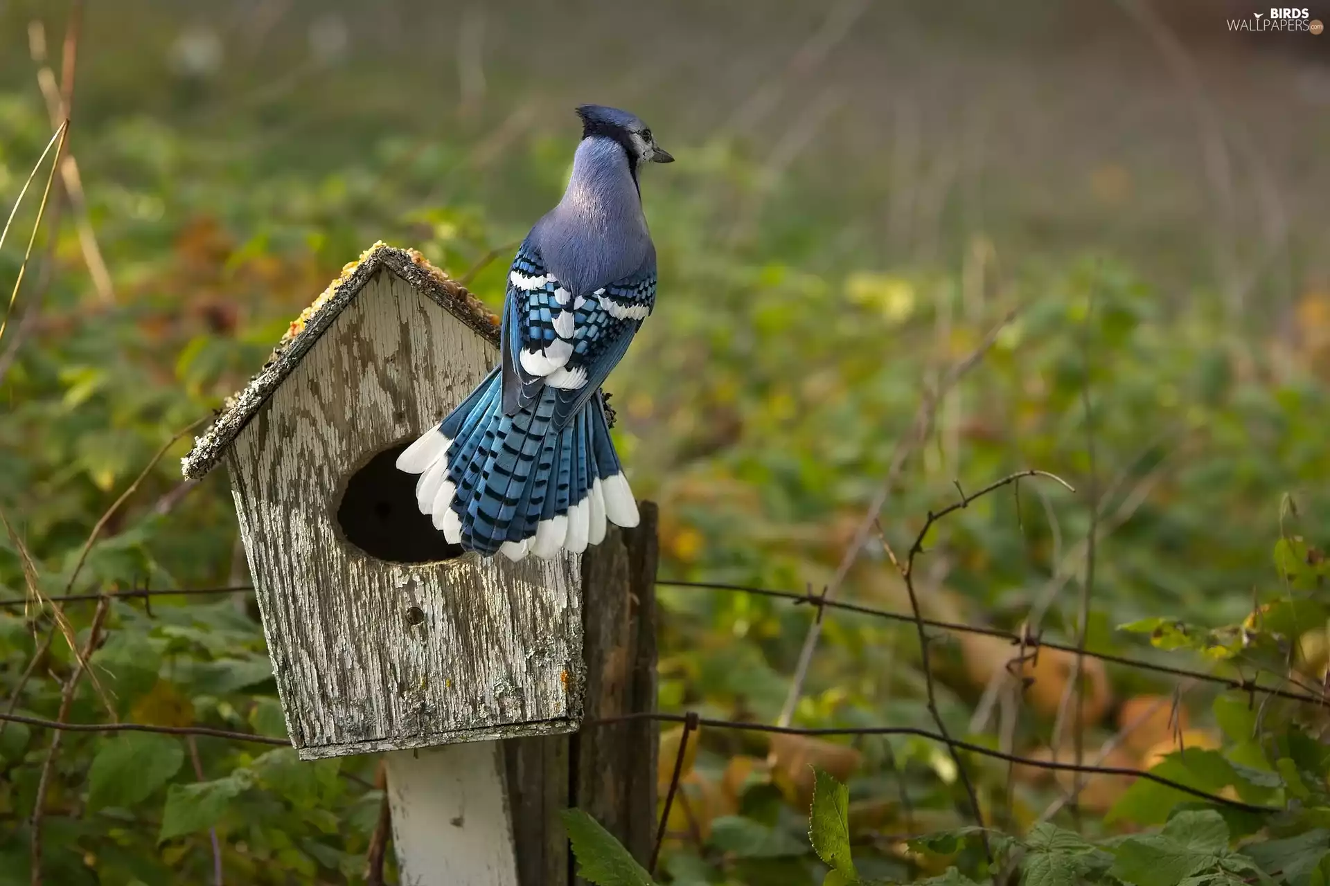 Nesting Box, Bird, jay