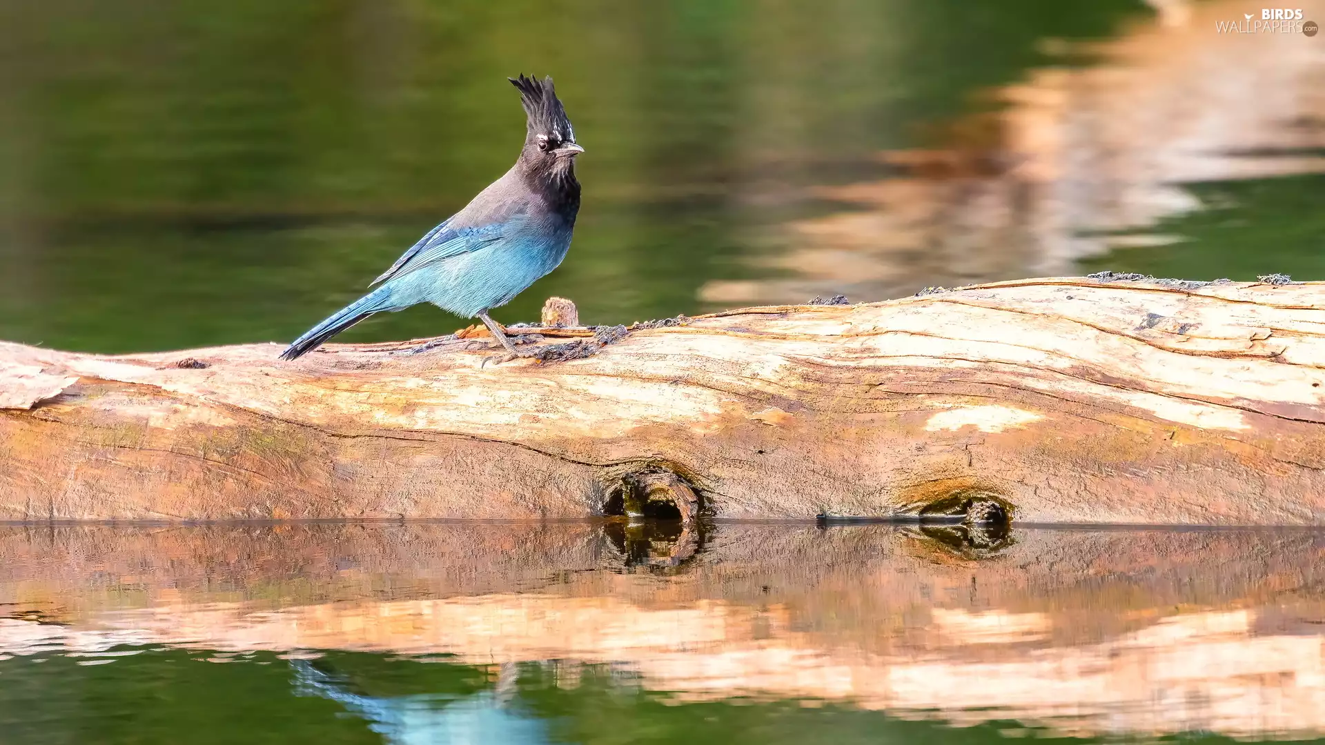 Bird, Lod on the beach, water, Black-jay