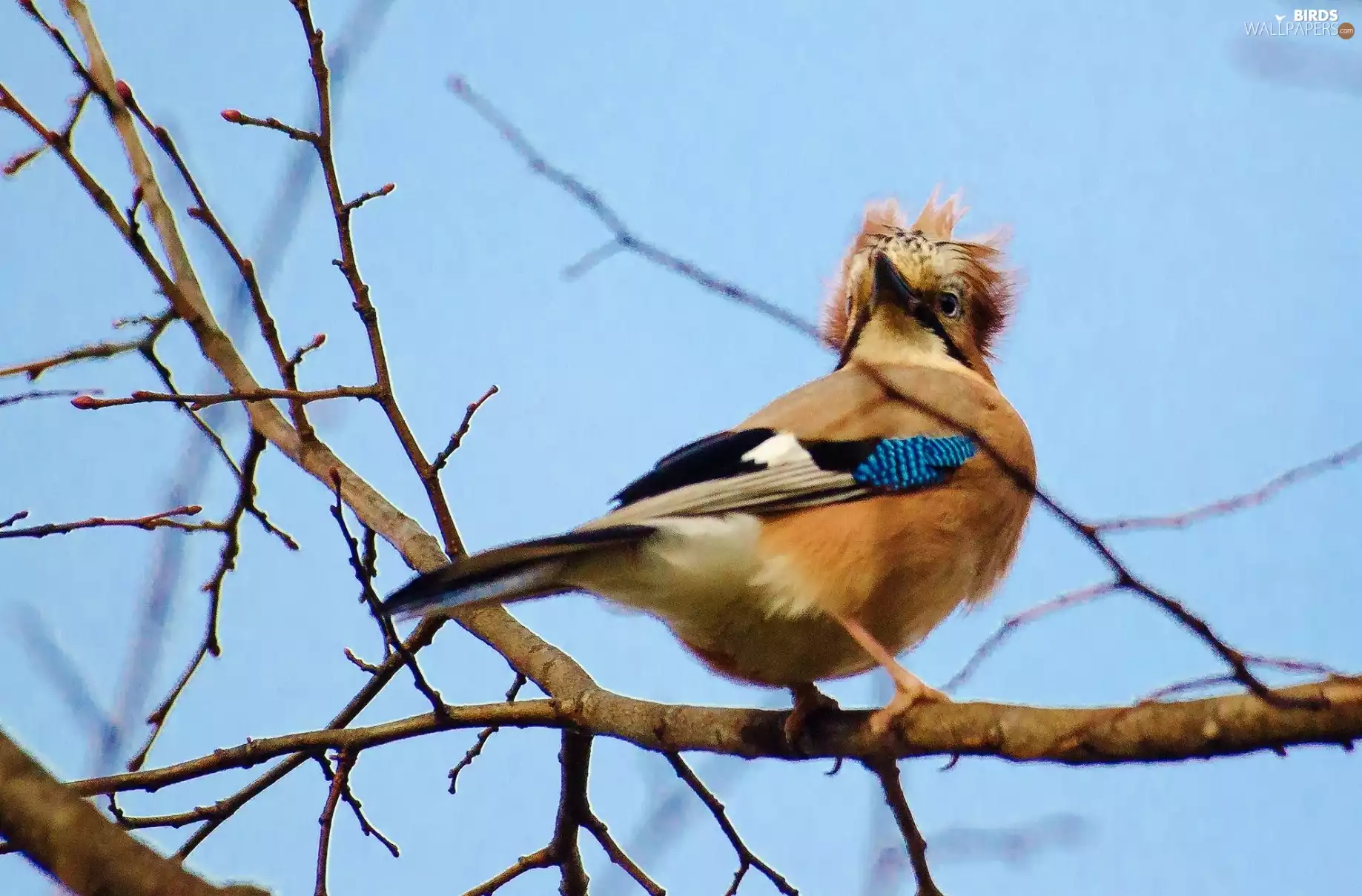 jay, branch pics