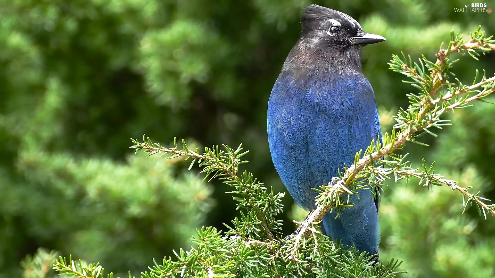 twig, Bird, Black-jay