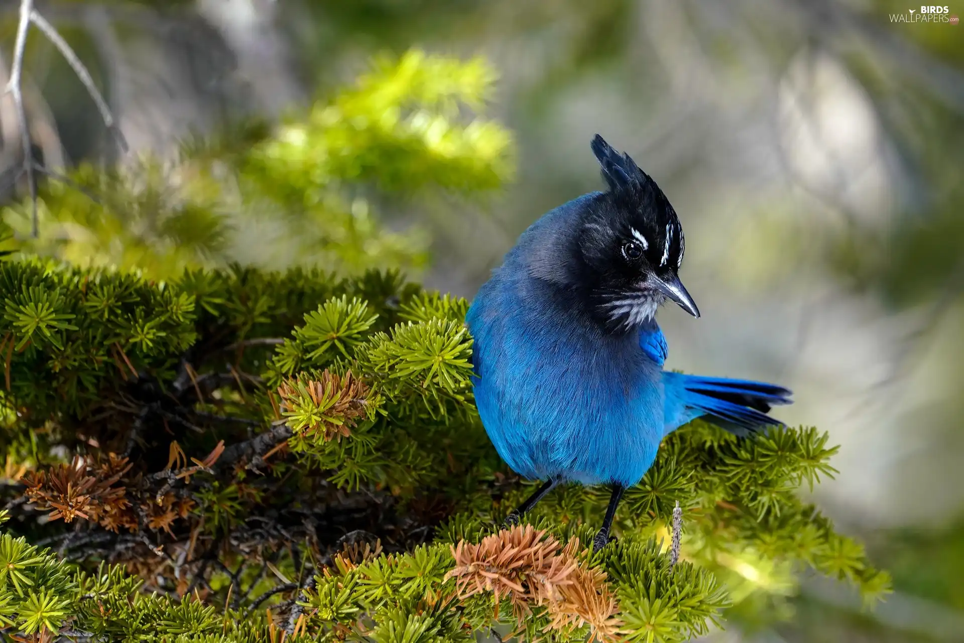 Twigs, Bird, Blue jay