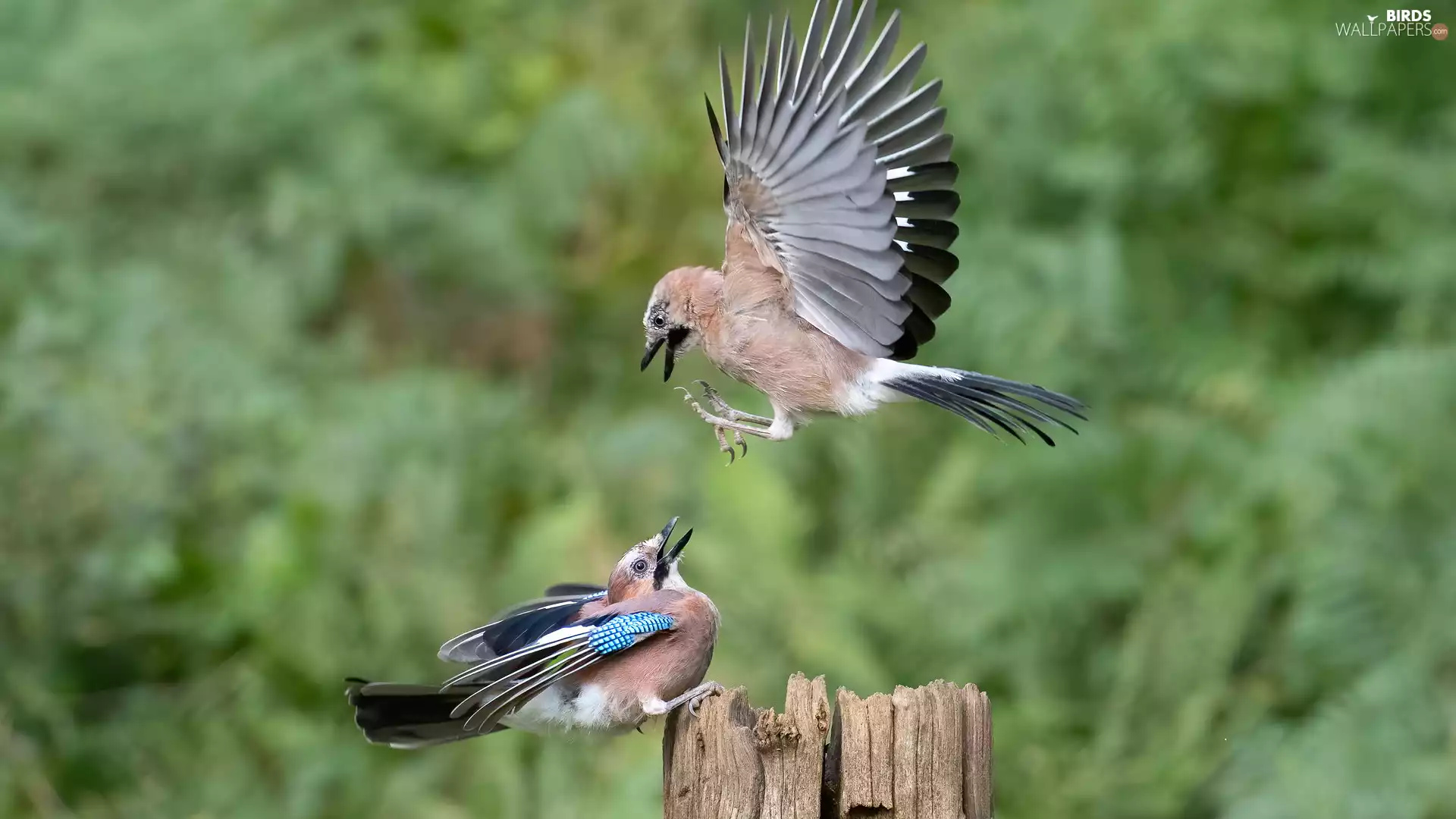 Blue jay, Two cars, birds