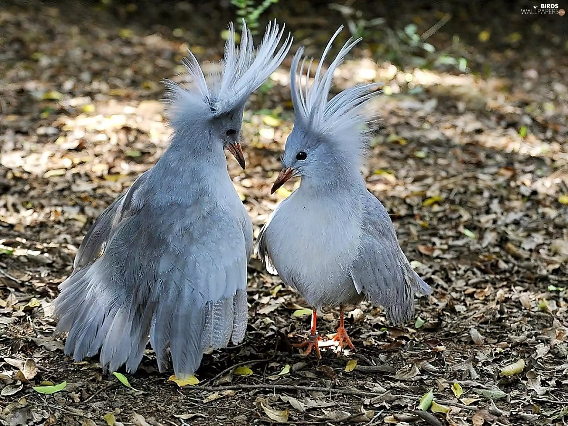 birds, New, Caledonia, Kagu