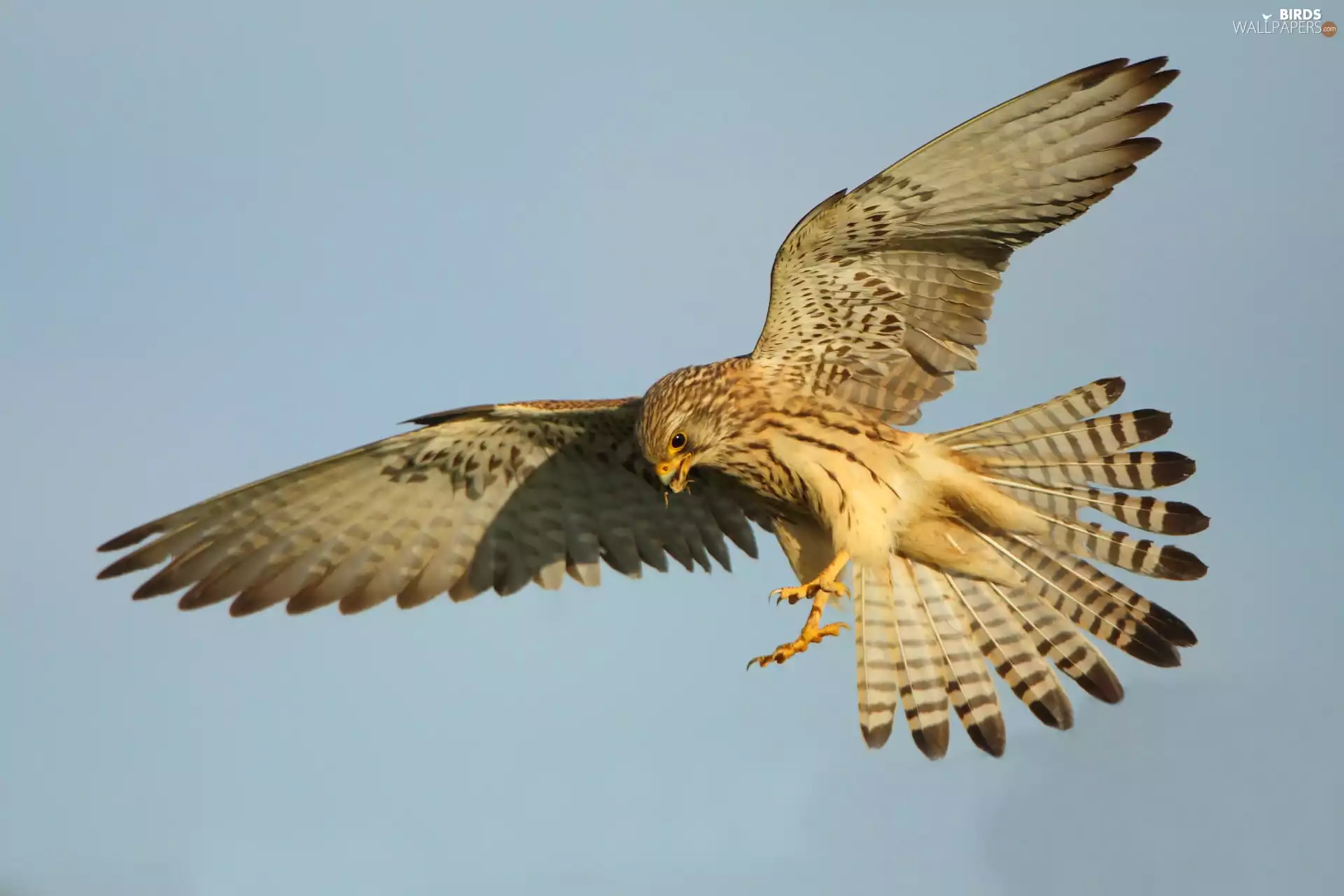 kestrel, flight, Bird