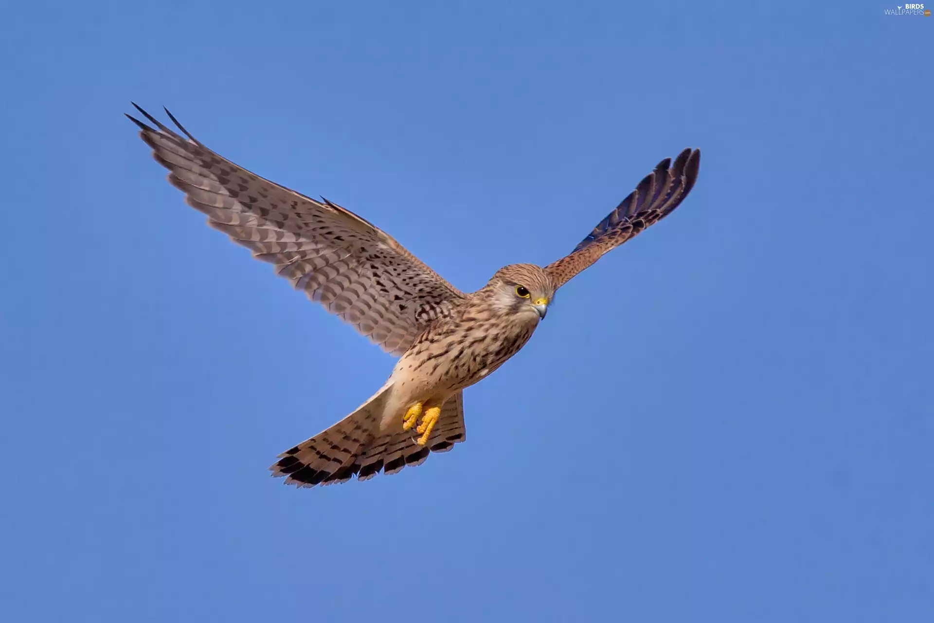kestrel, flight