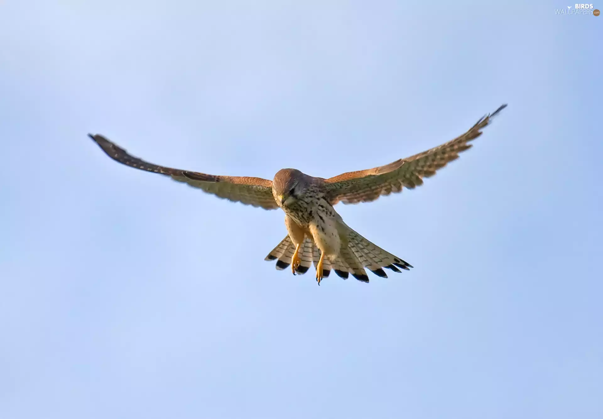 kestrel, flight