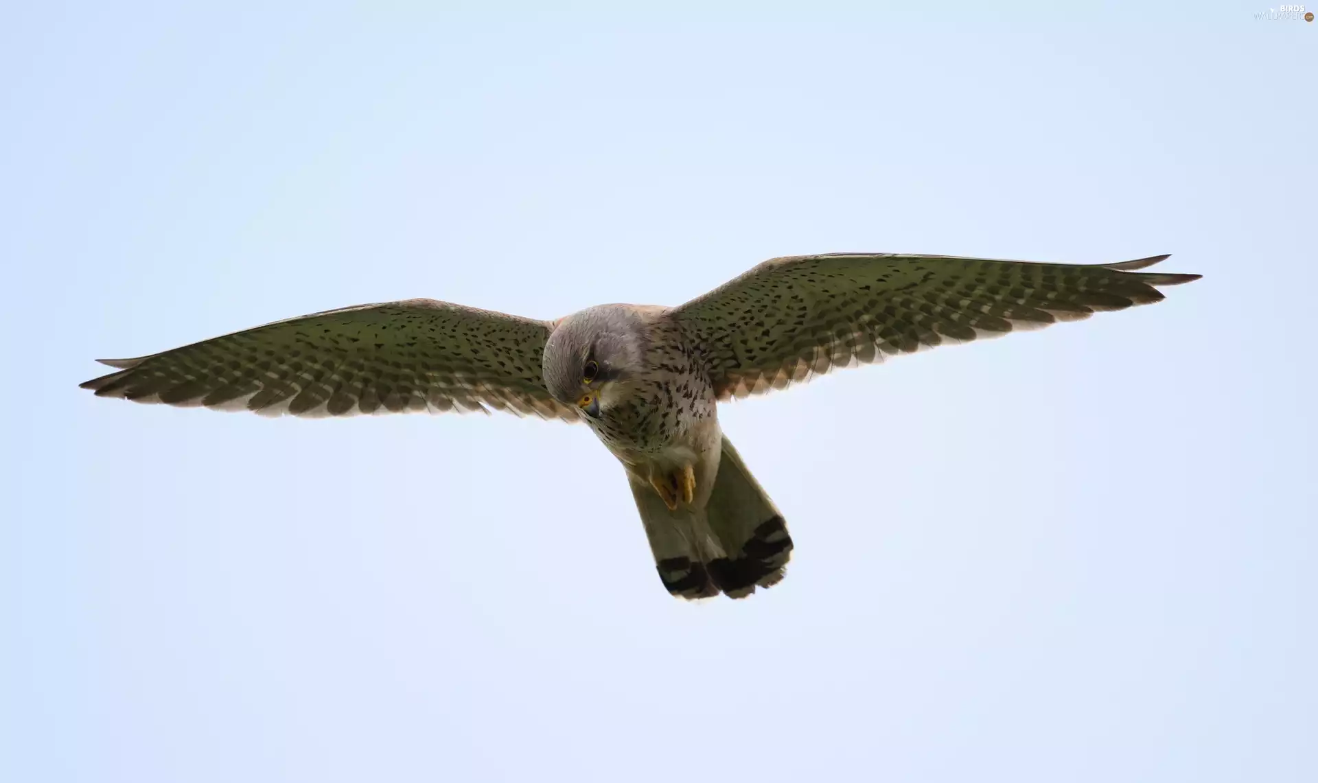 kestrel, flight