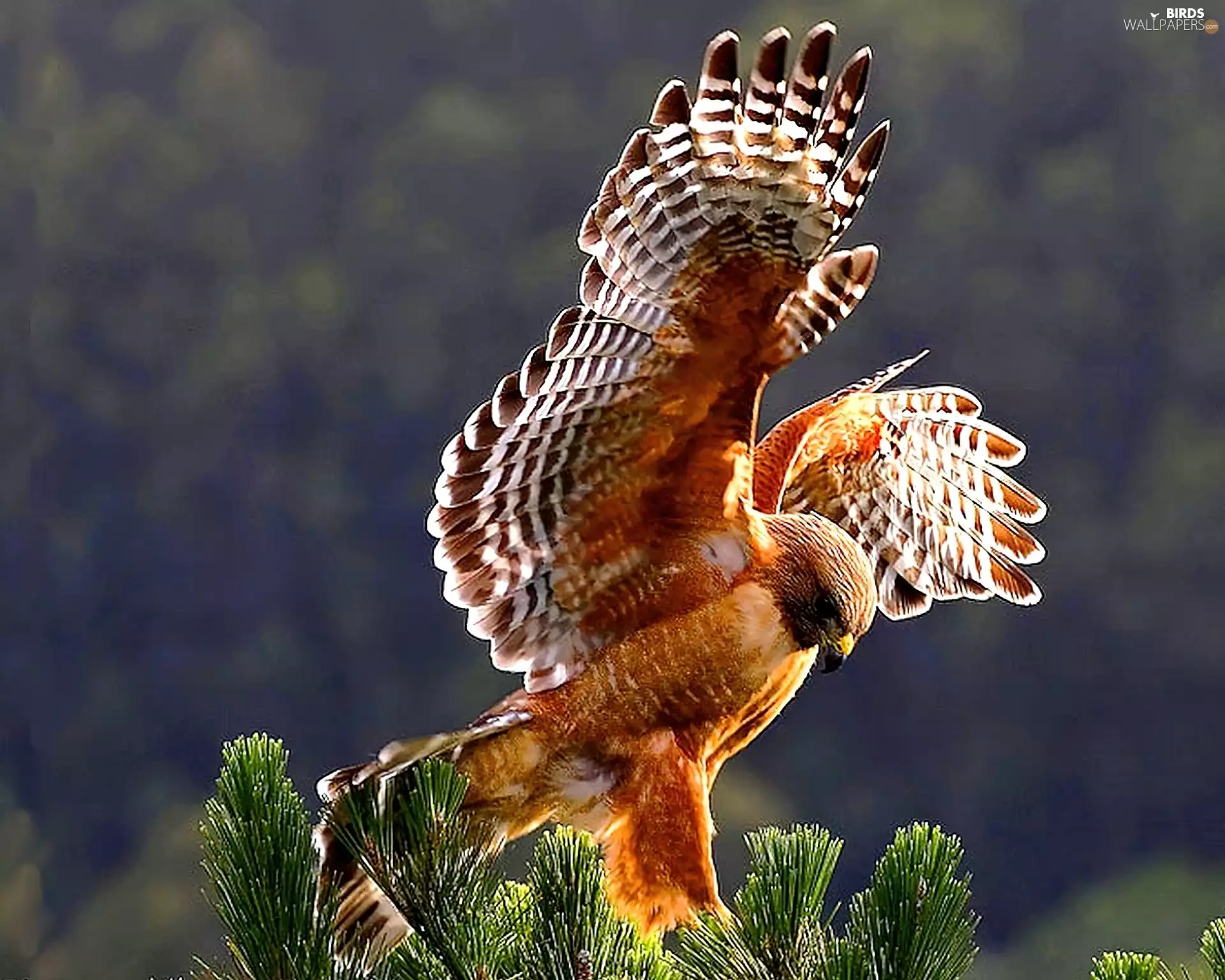 kestrel, wings, flight