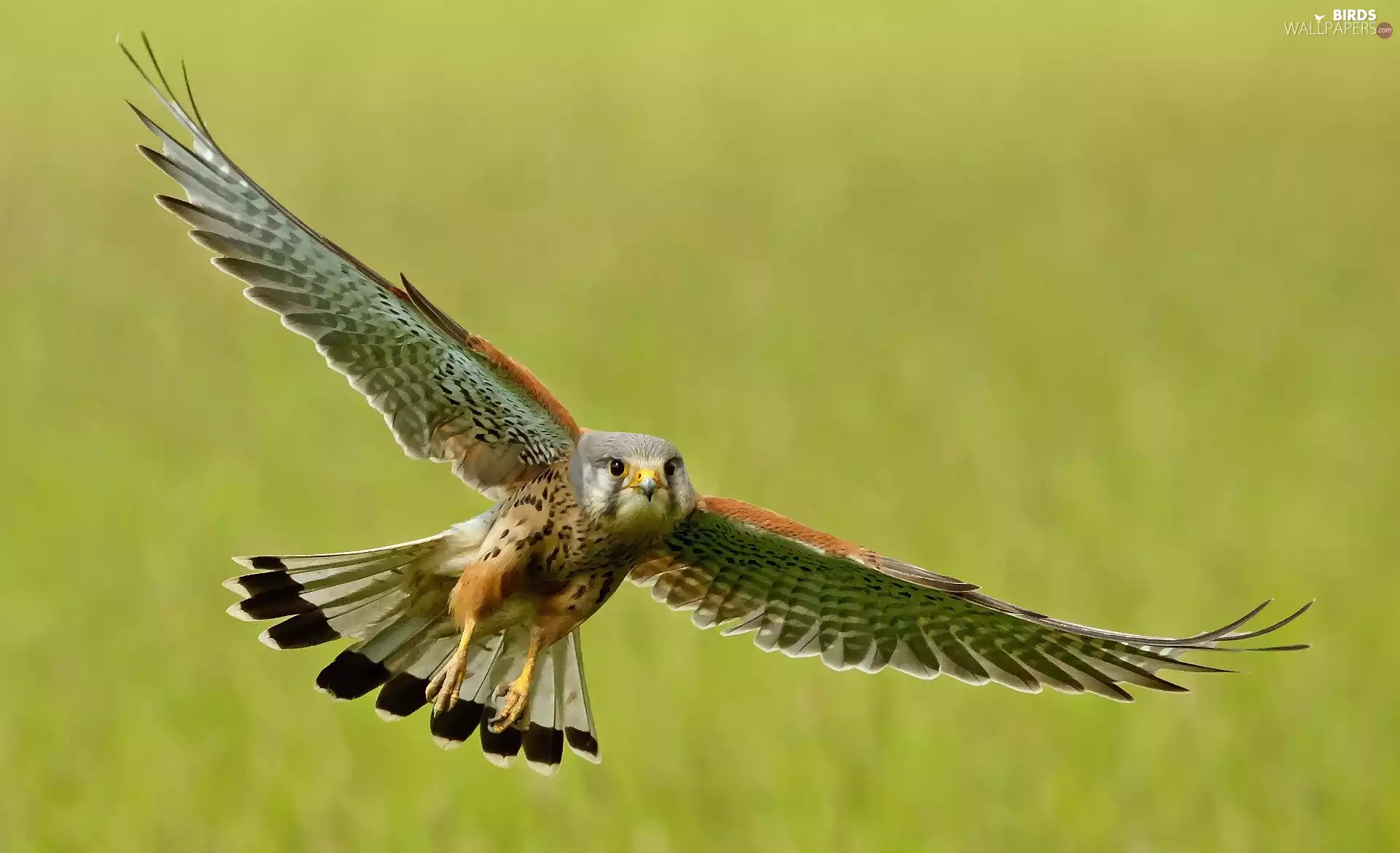 kestrel, flight