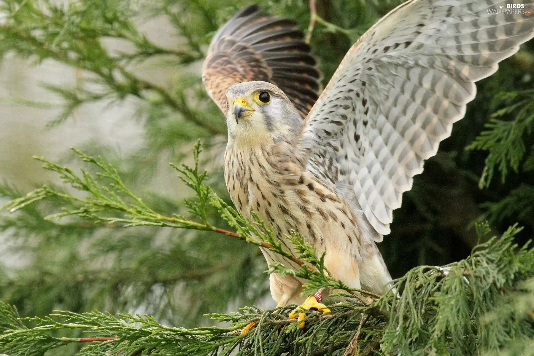 kestrel, branch pics
