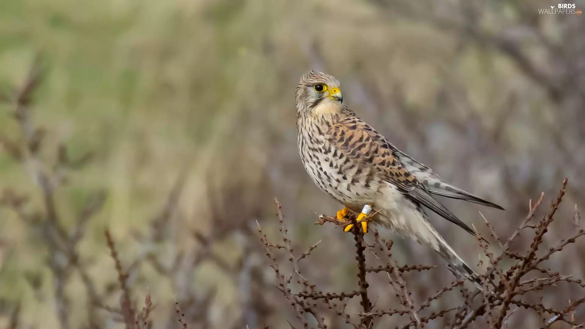 Twigs, Bird, Common Kestrel