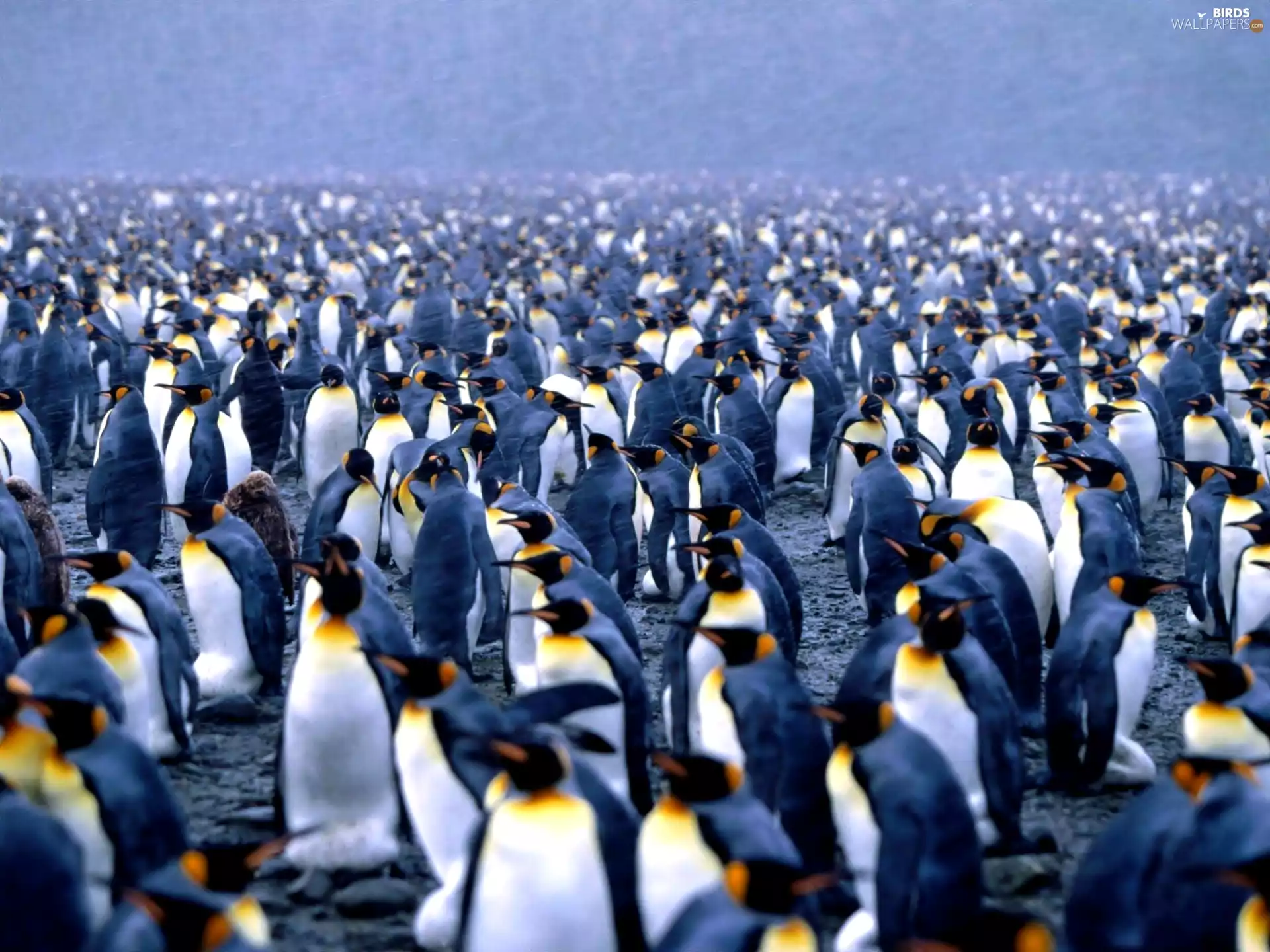 King Penguins