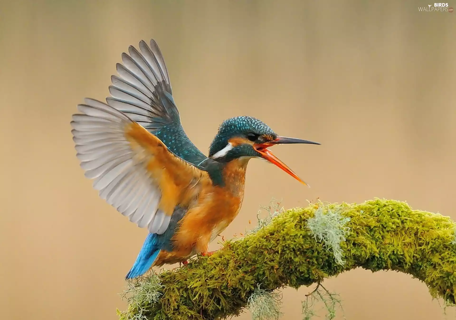 kingfisher