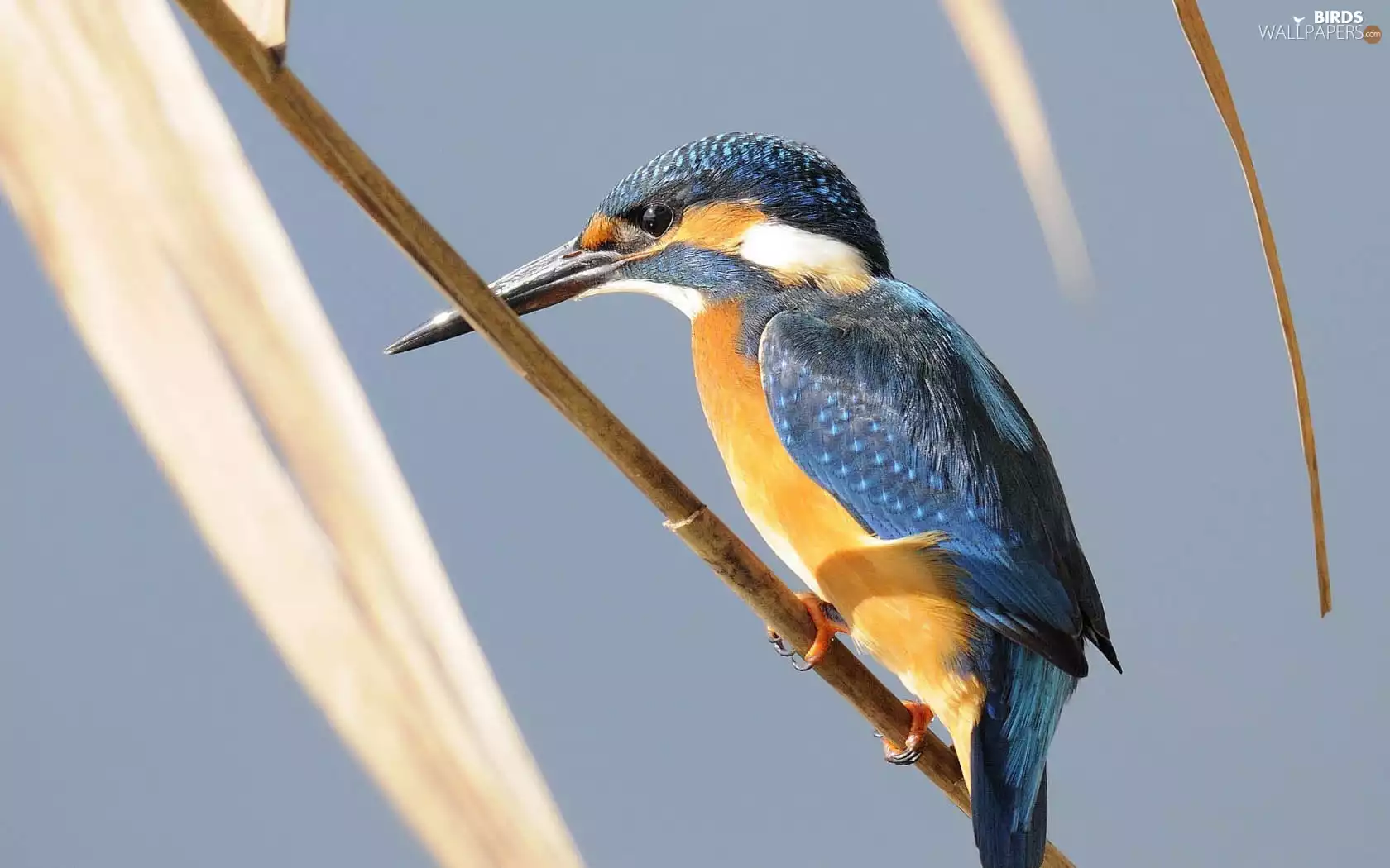 kingfisher