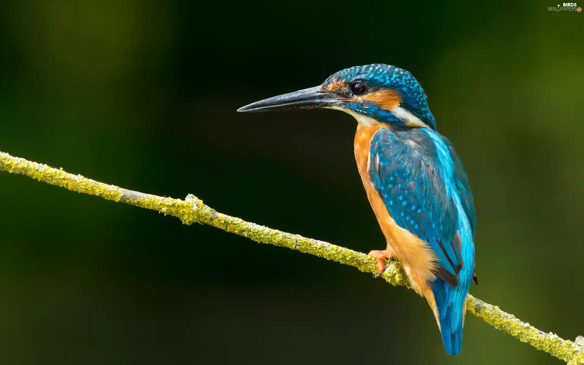 kingfisher
