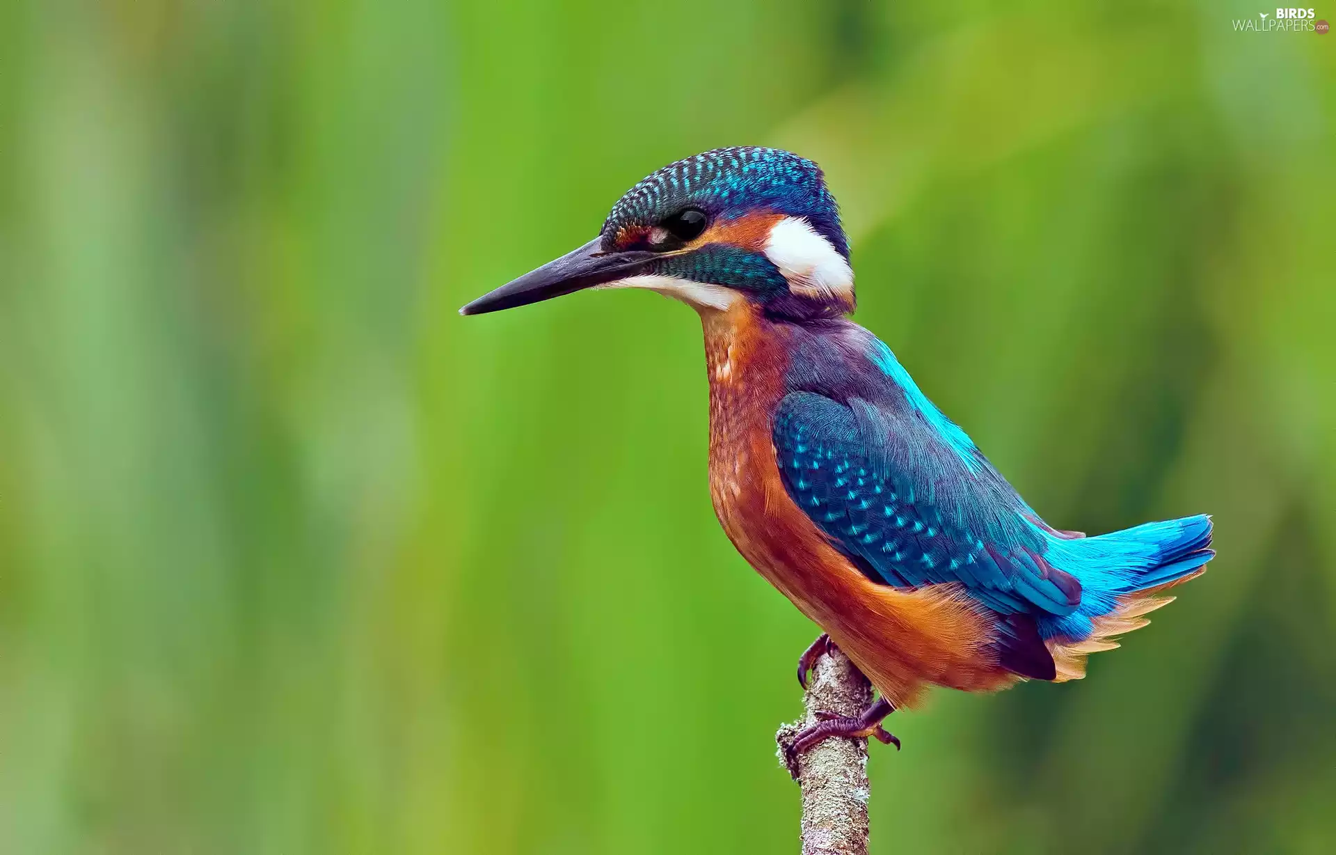 kingfisher