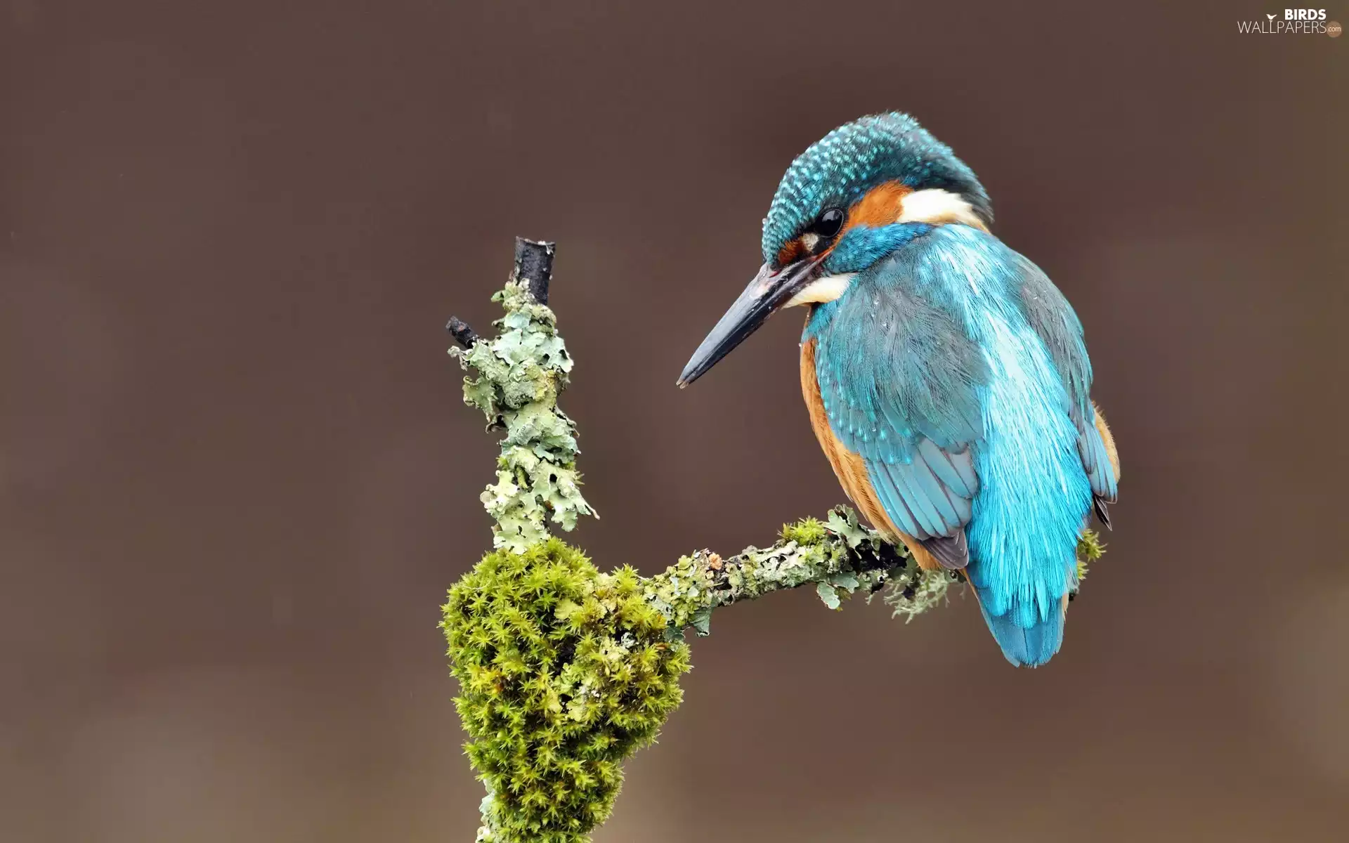 kingfisher, Bird