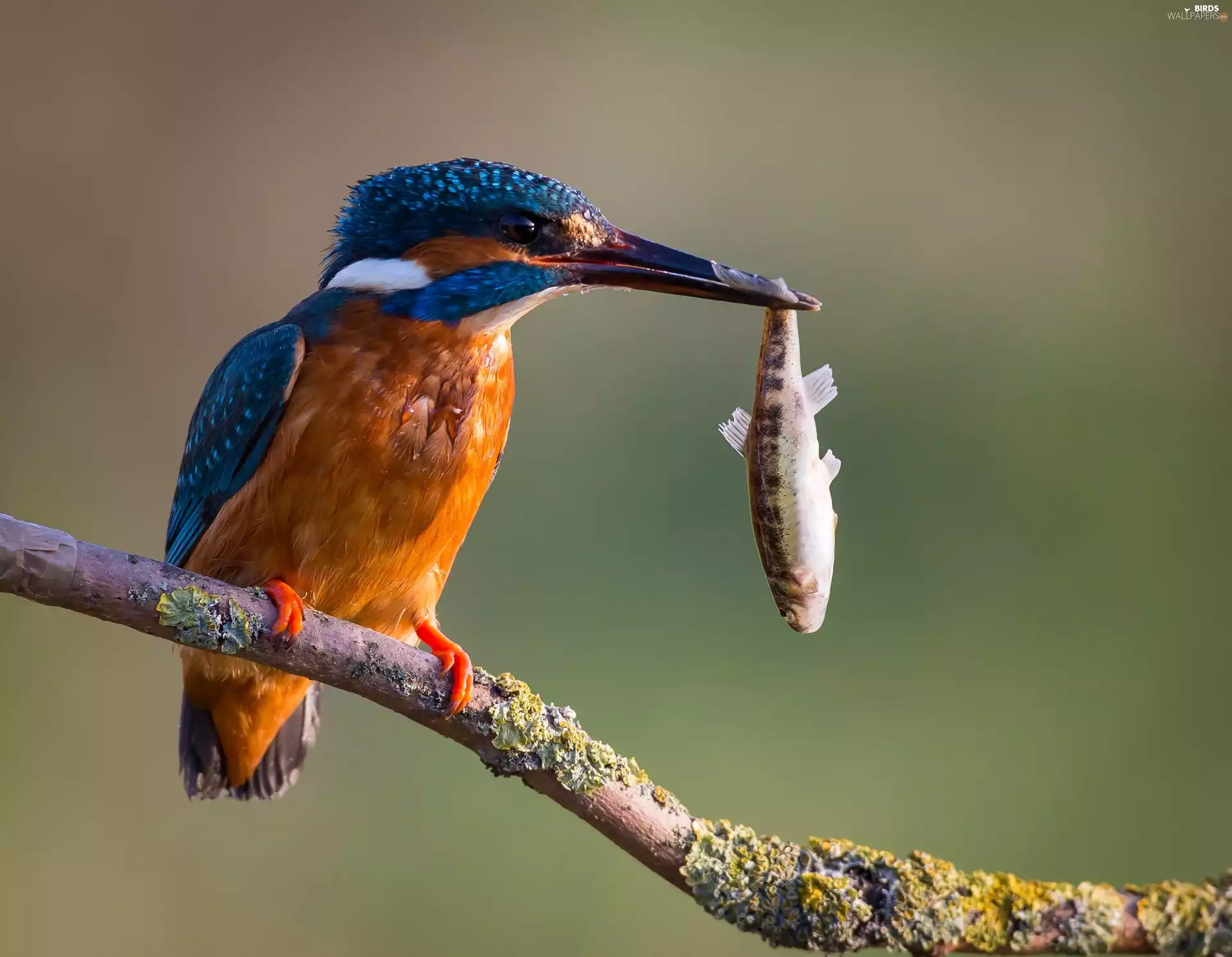 Bird, Fish, branch, kingfisher
