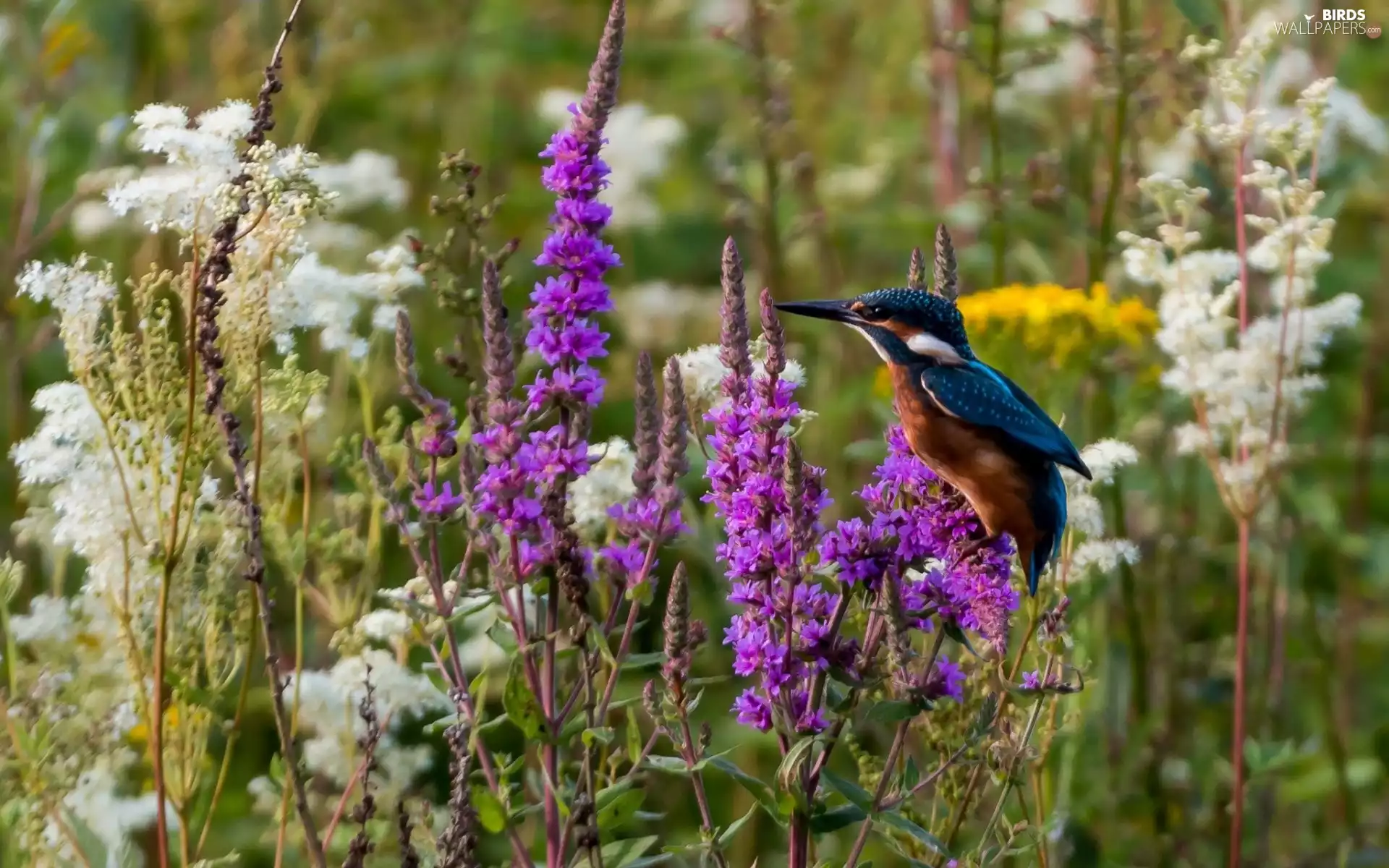 kingfisher, Meadow, Bird