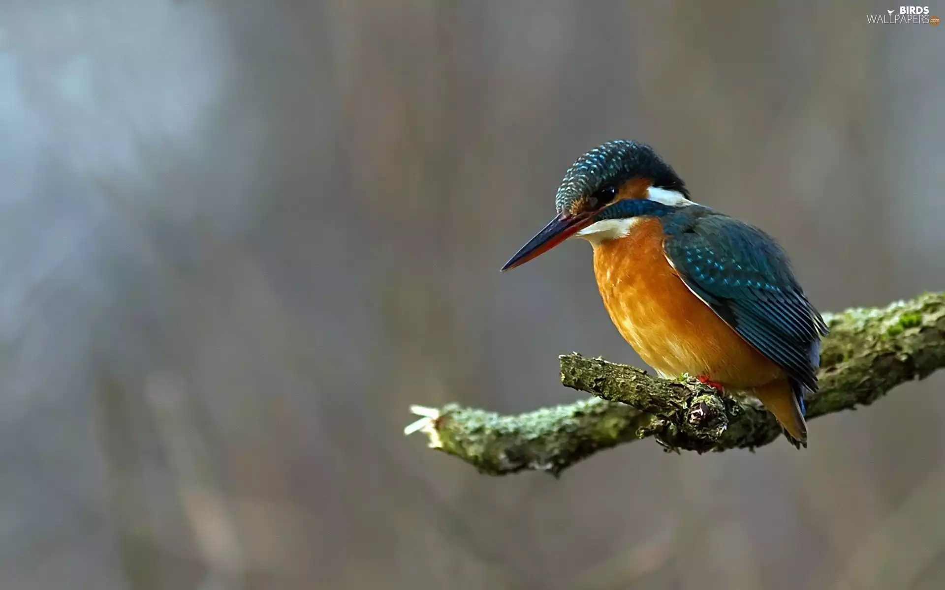 mouth, kingfisher, birdies, Big, color