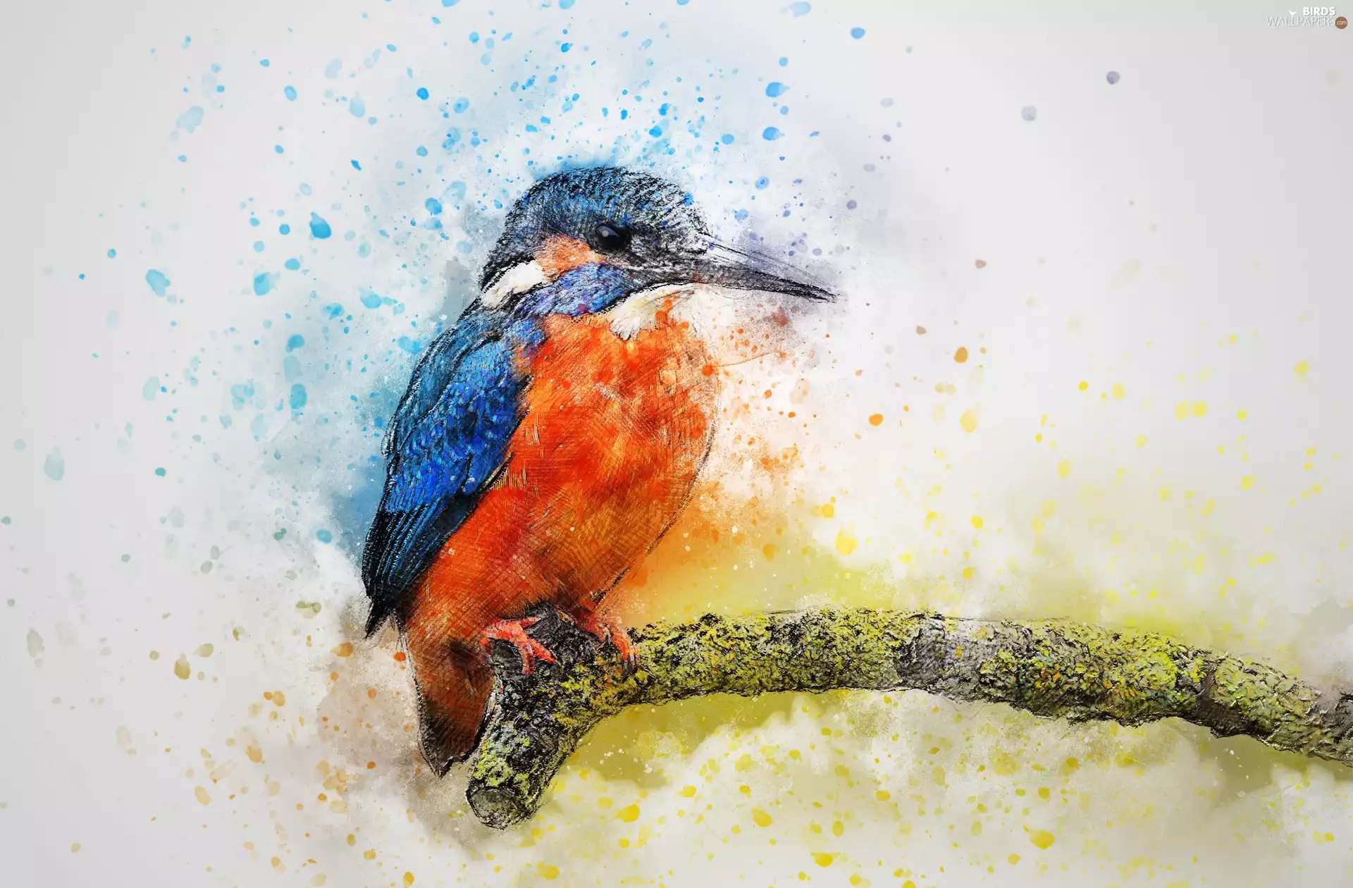 birdies, branch, Paintography, kingfisher
