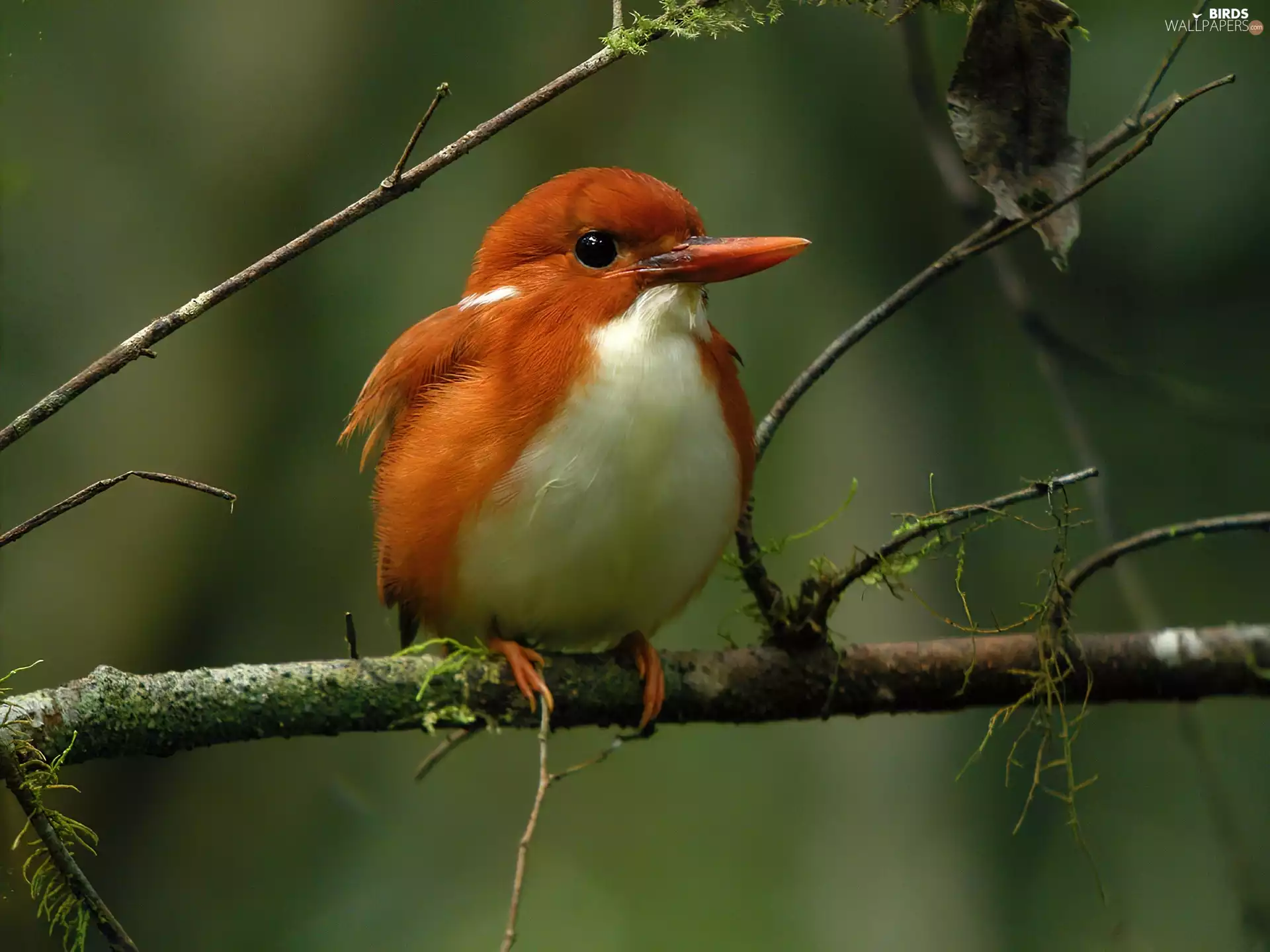 kingfisher, birdies, branch