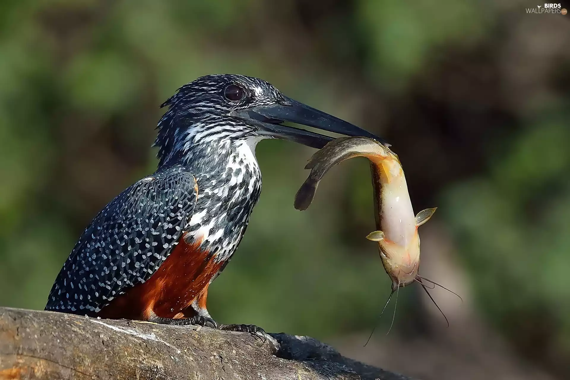 kingfisher, fish