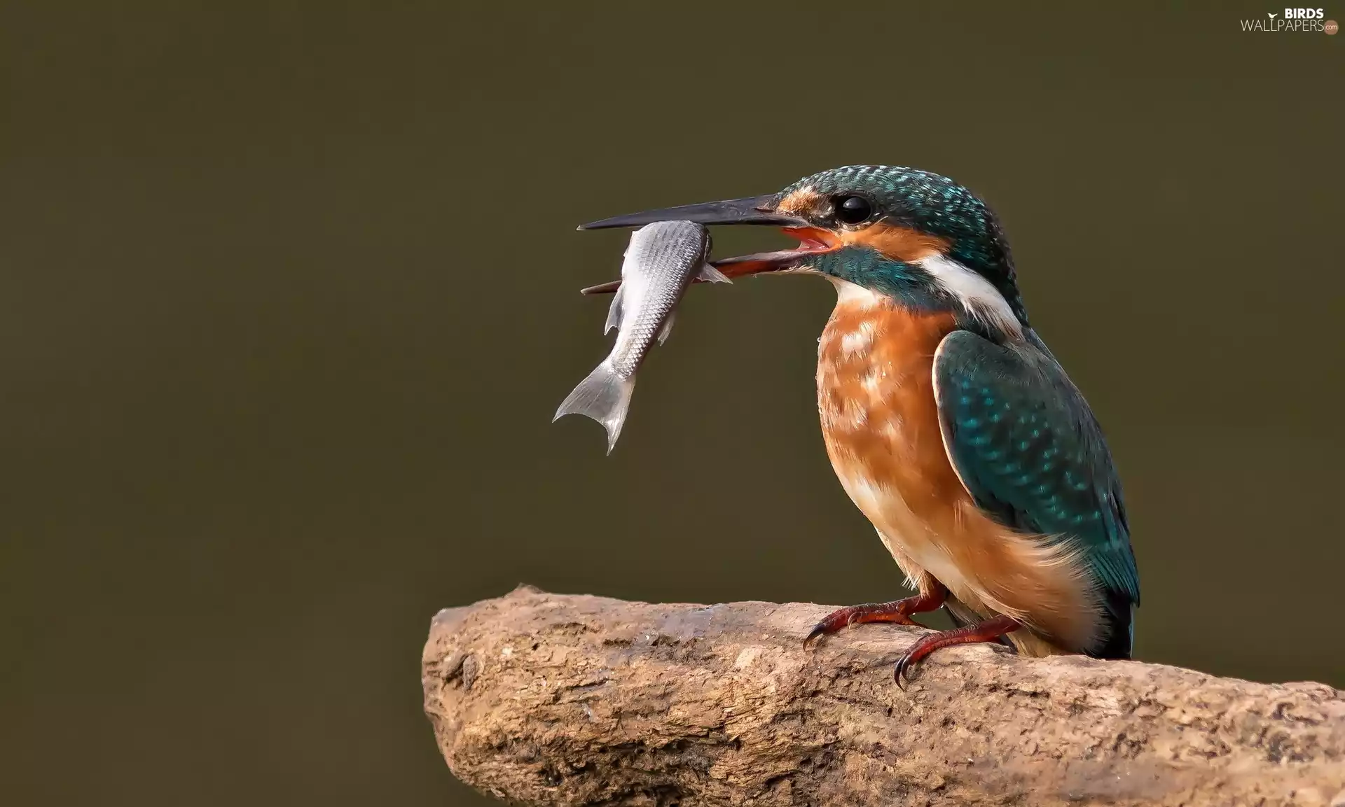 kingfisher, Fish