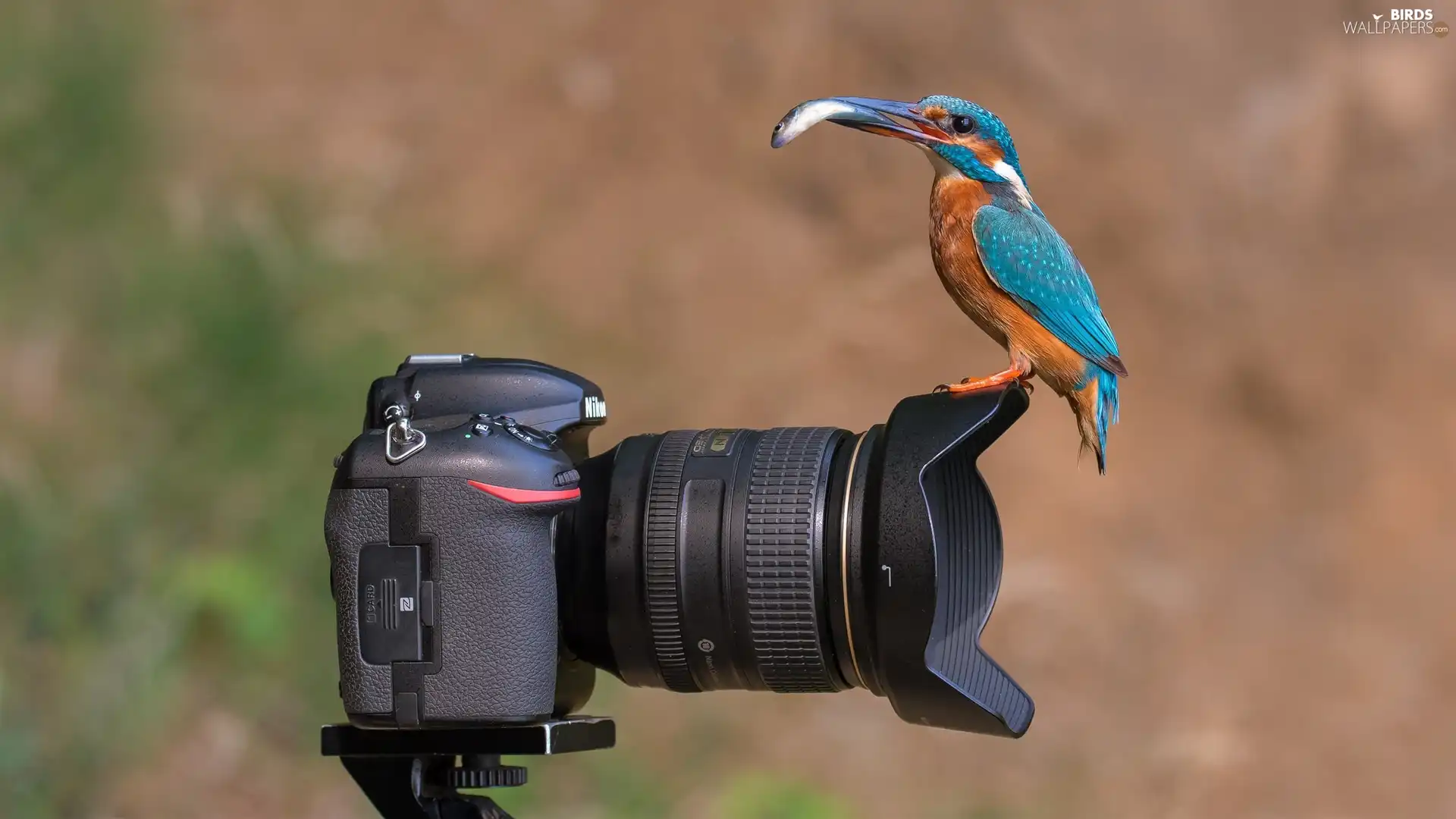 kingfisher, Fish, Nikon, Bird, Camera
