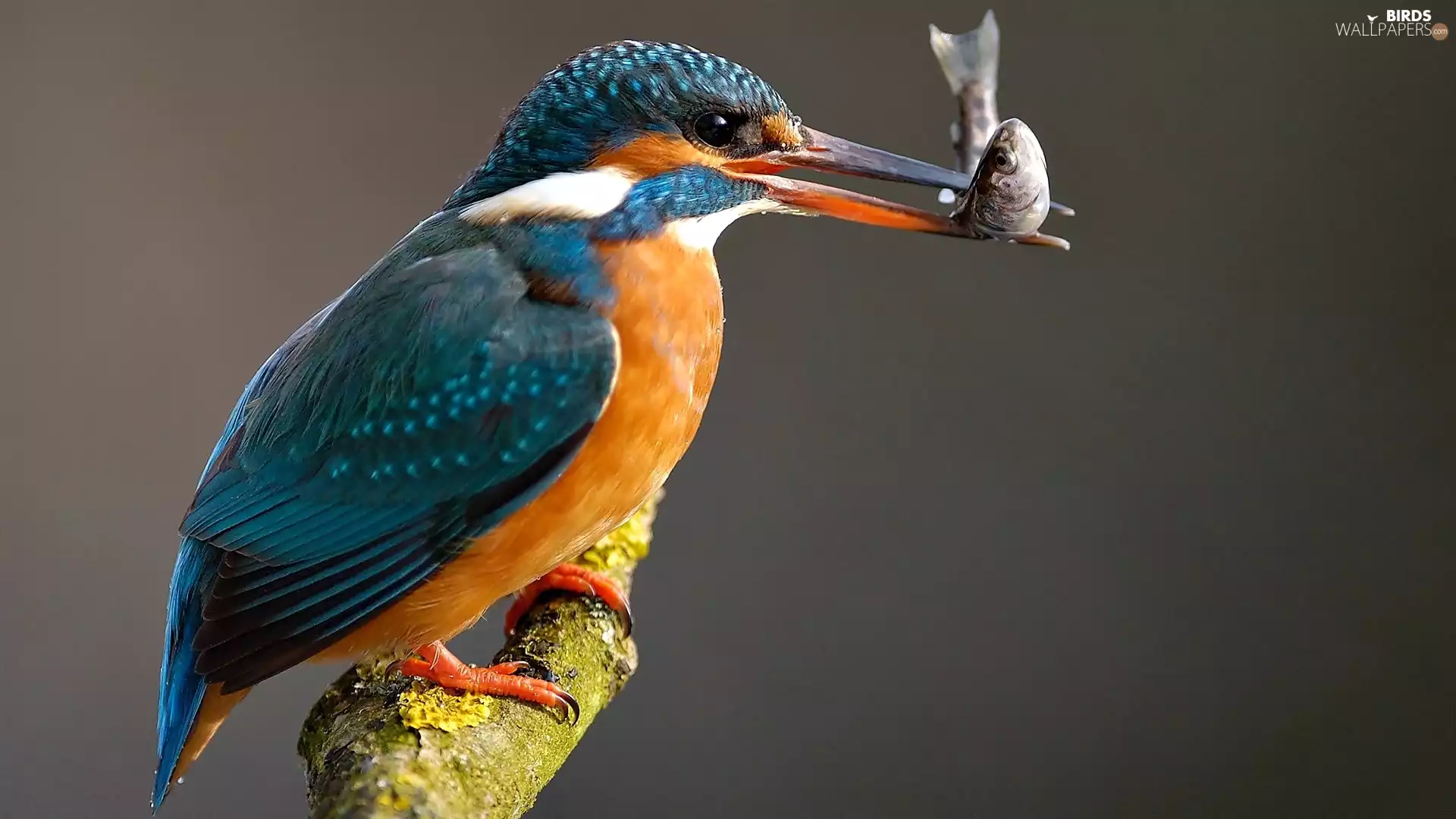 kingfisher, Fish