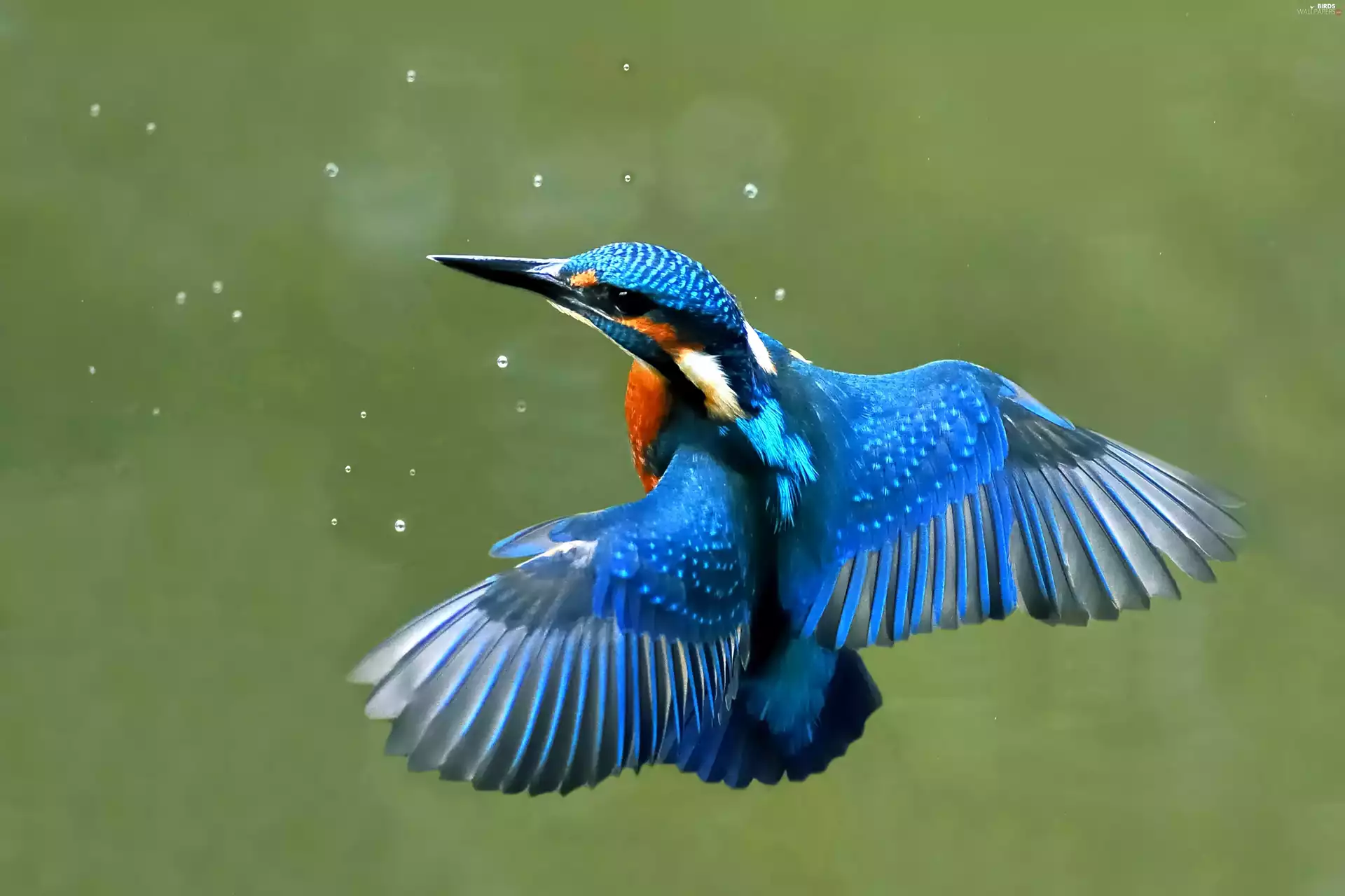 kingfisher, flight