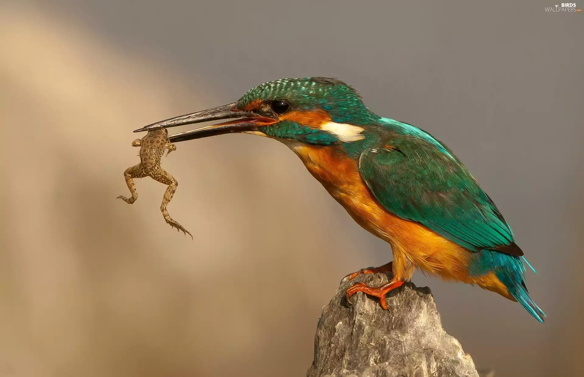 kingfisher, frog
