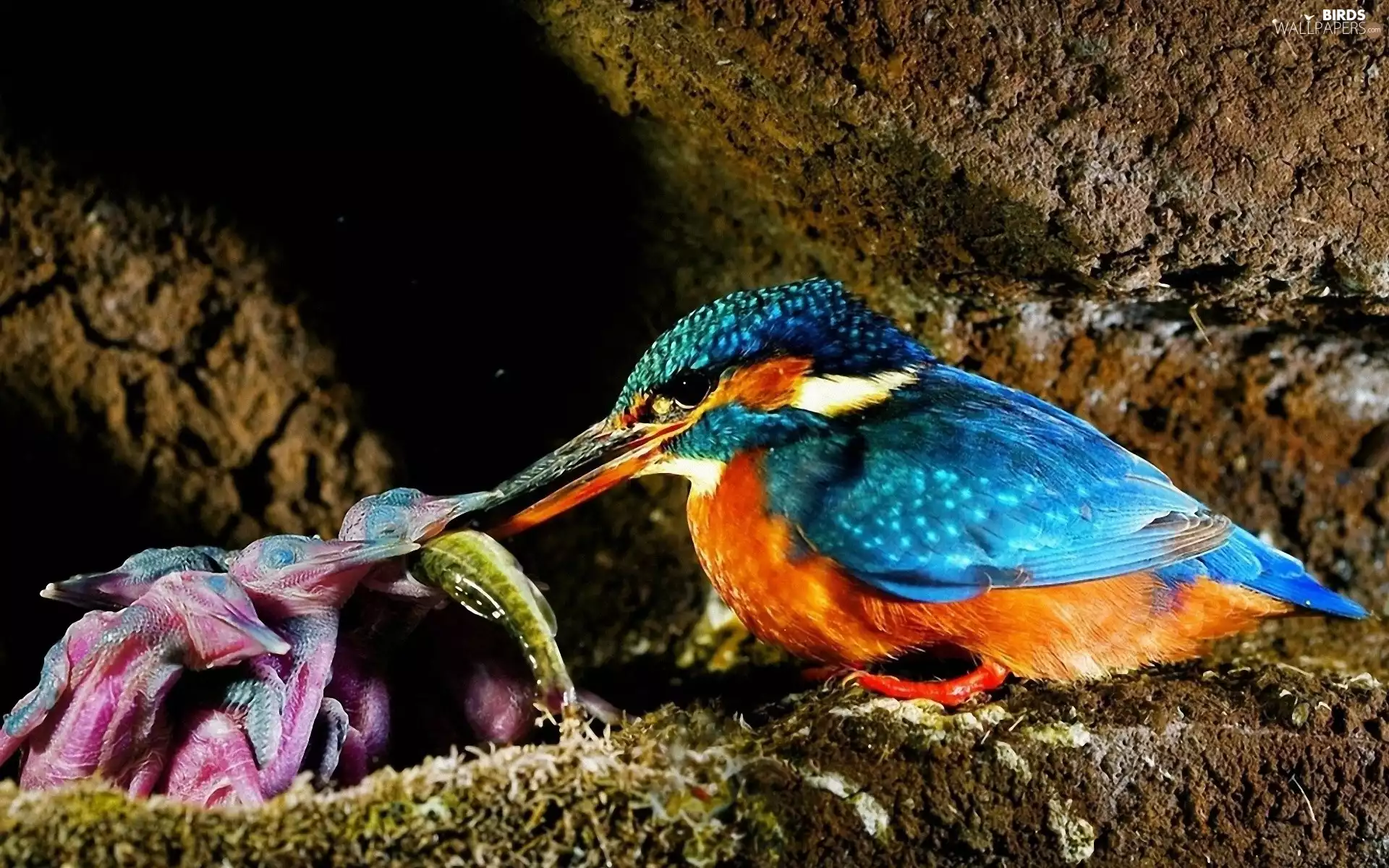 nursing, young, nest, kingfisher