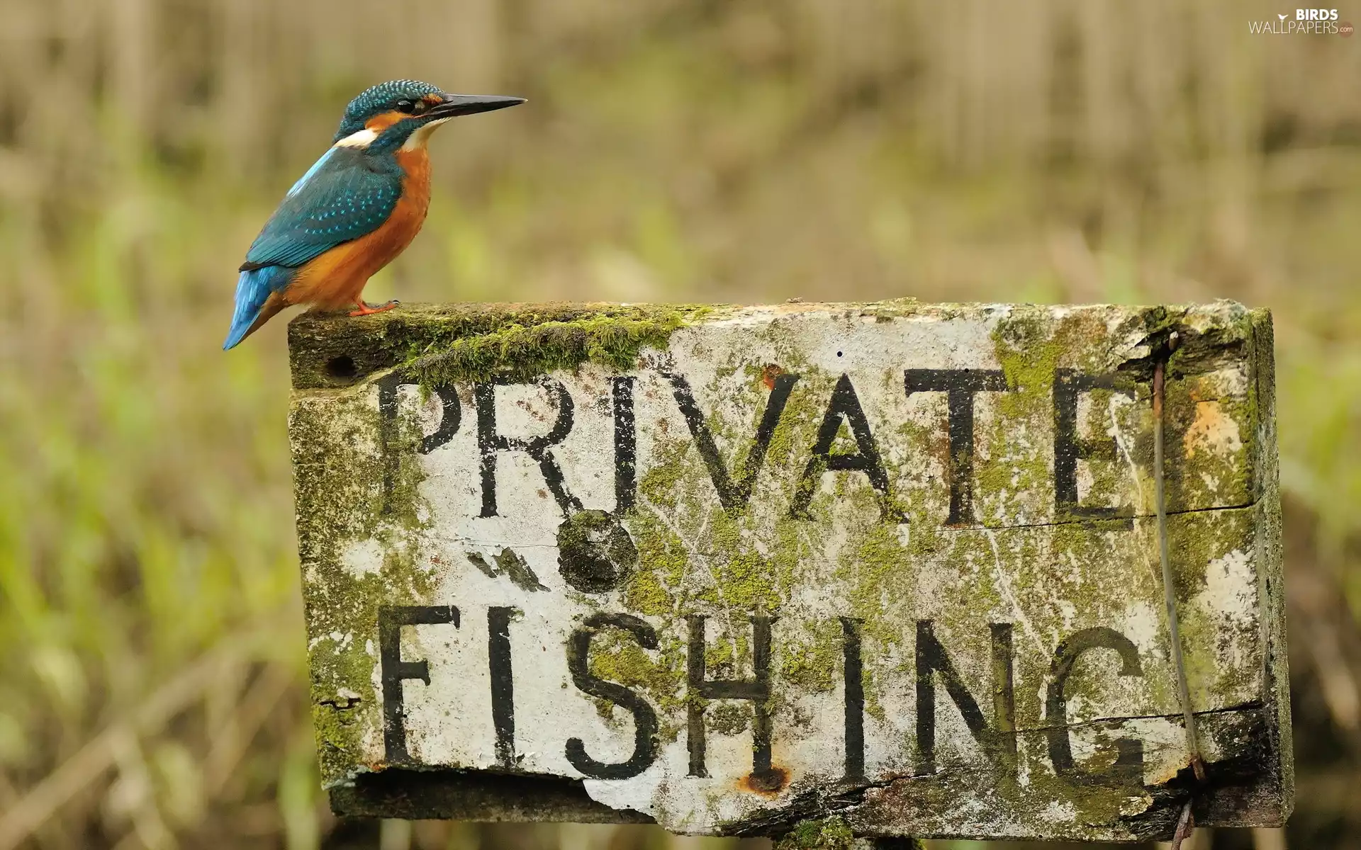 kingfisher, text
