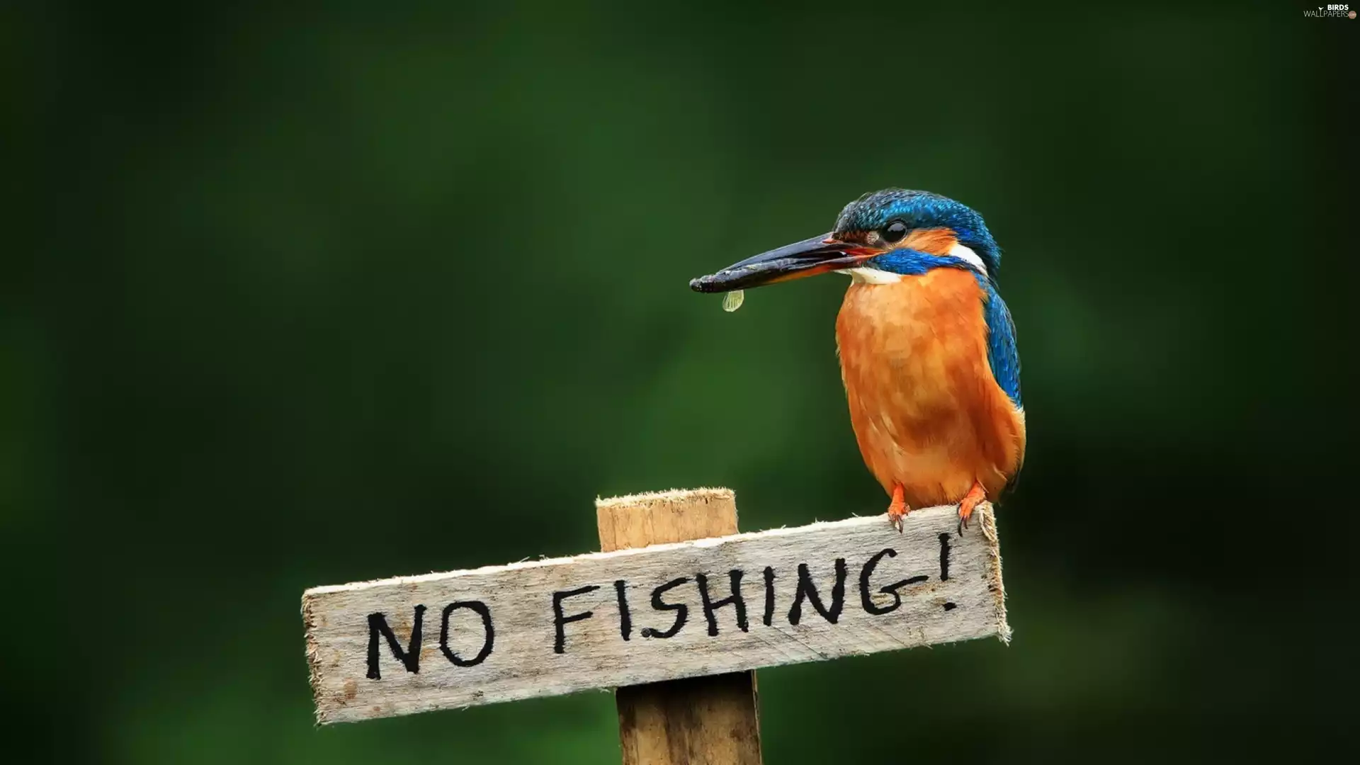 kingfisher, text