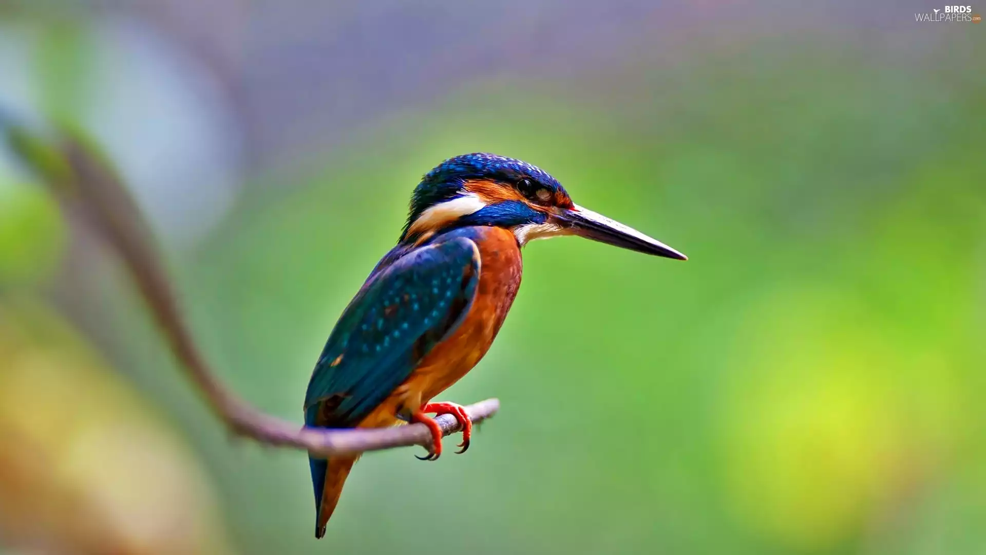 kingfisher, twig