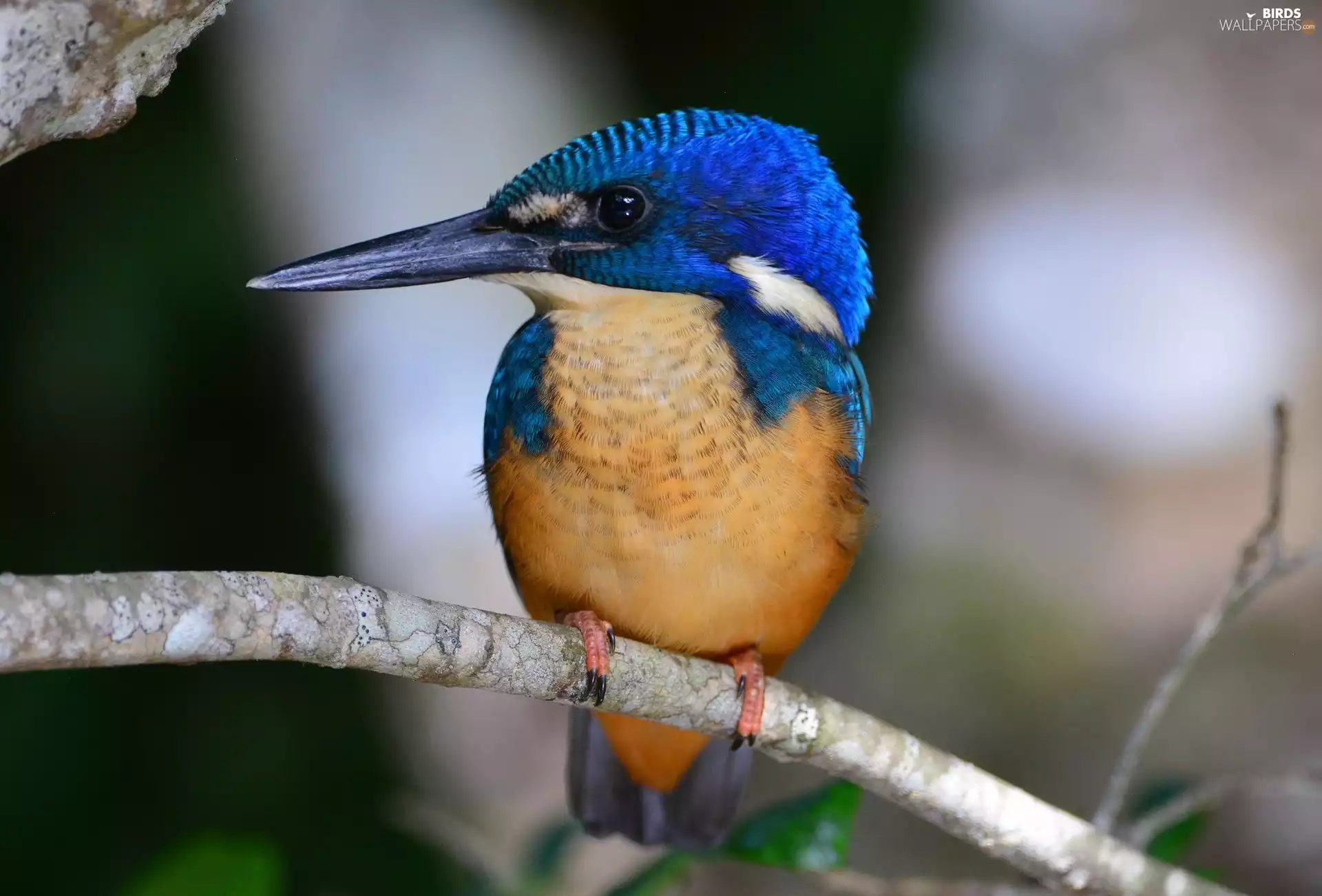 kingfisher