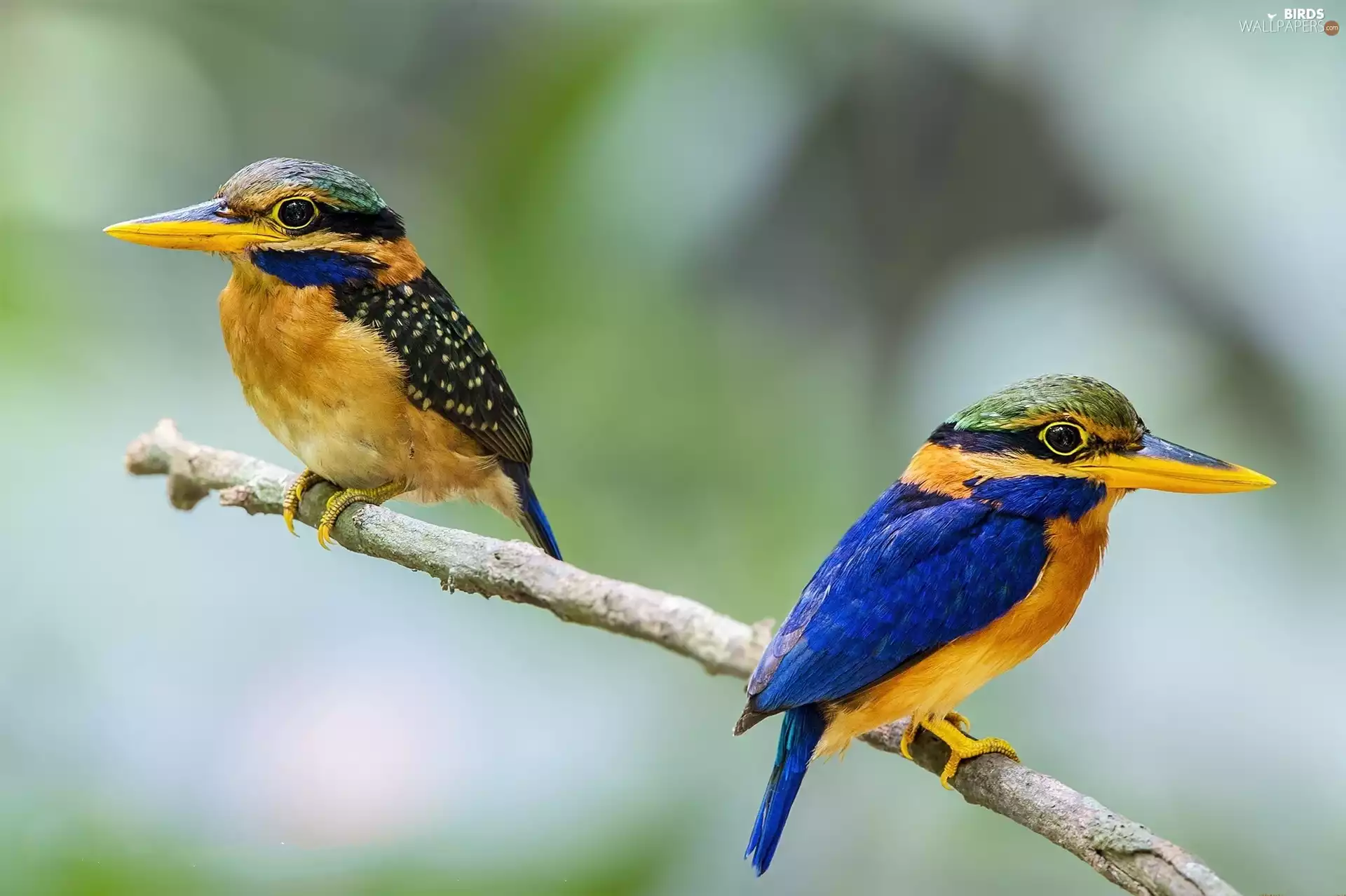 kingfishers, color, birds