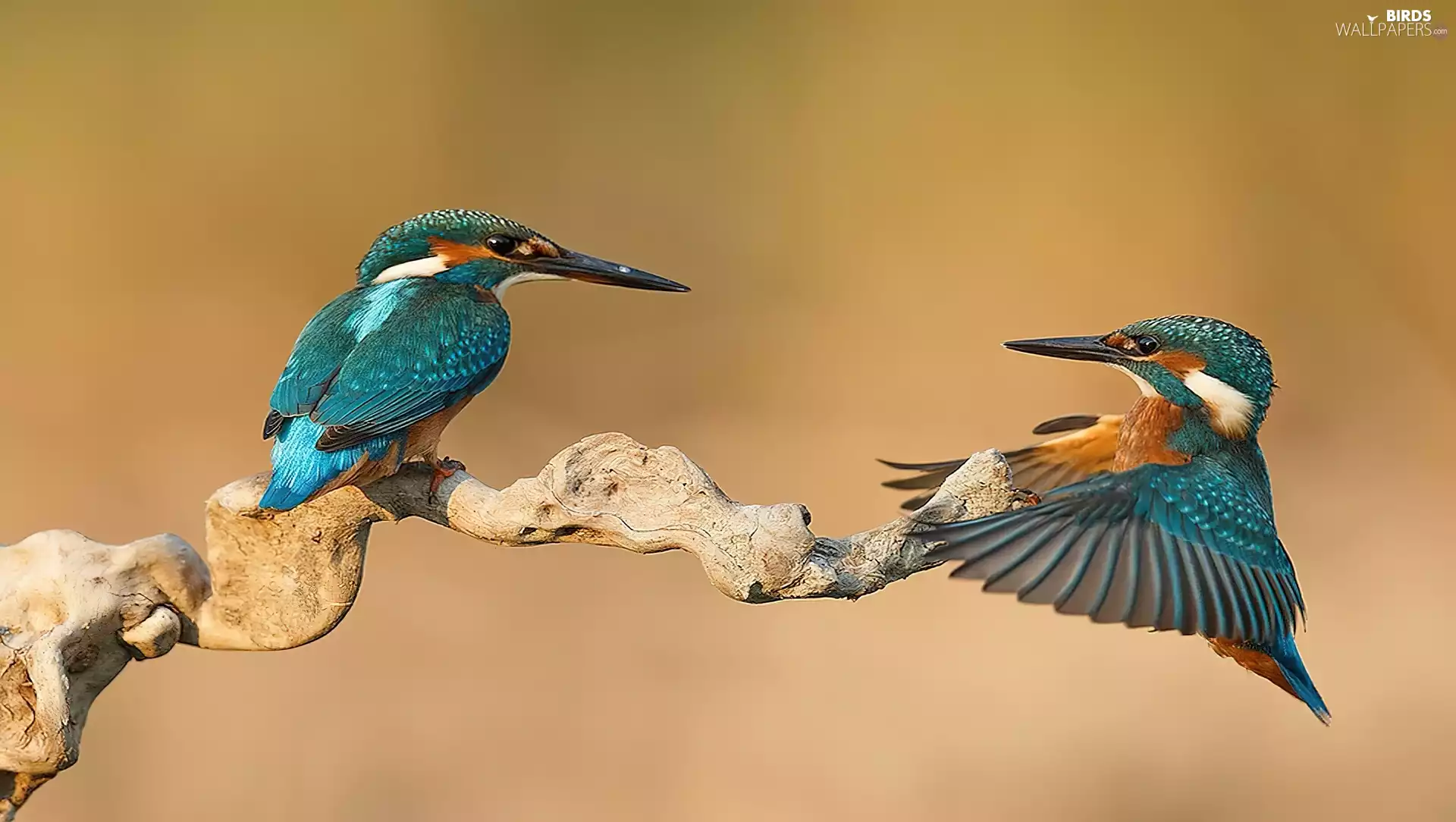 kingfishers, branch