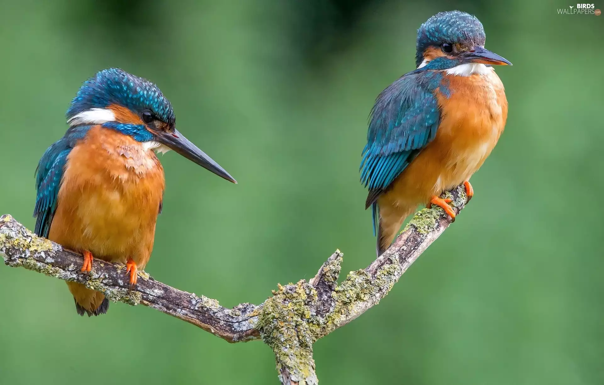 kingfishers, branch