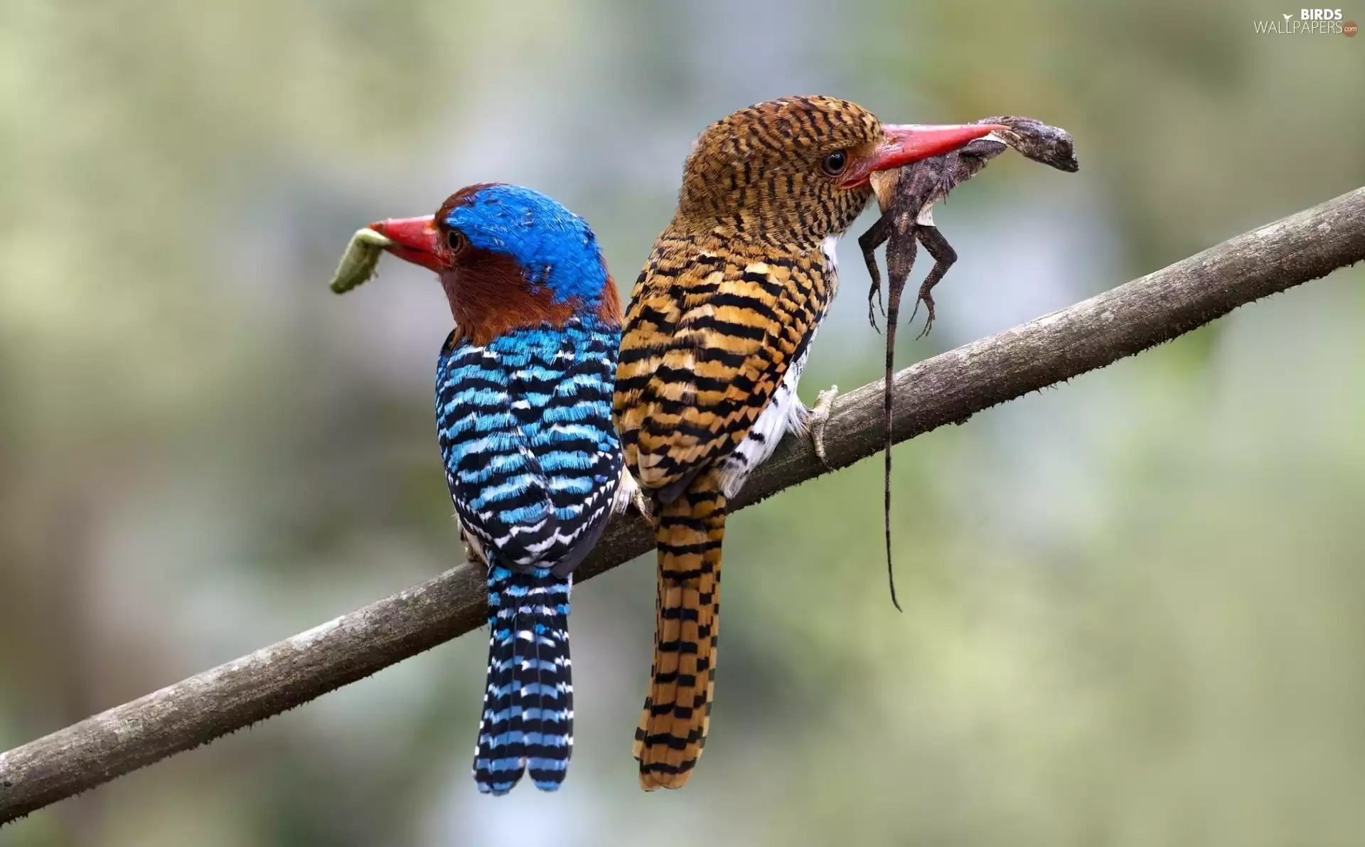 twig, Two cars, kingfishers