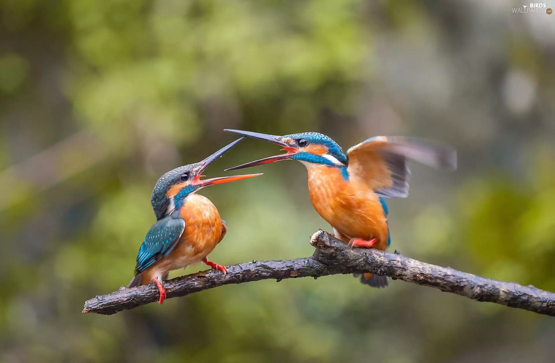 kingfishers, twig