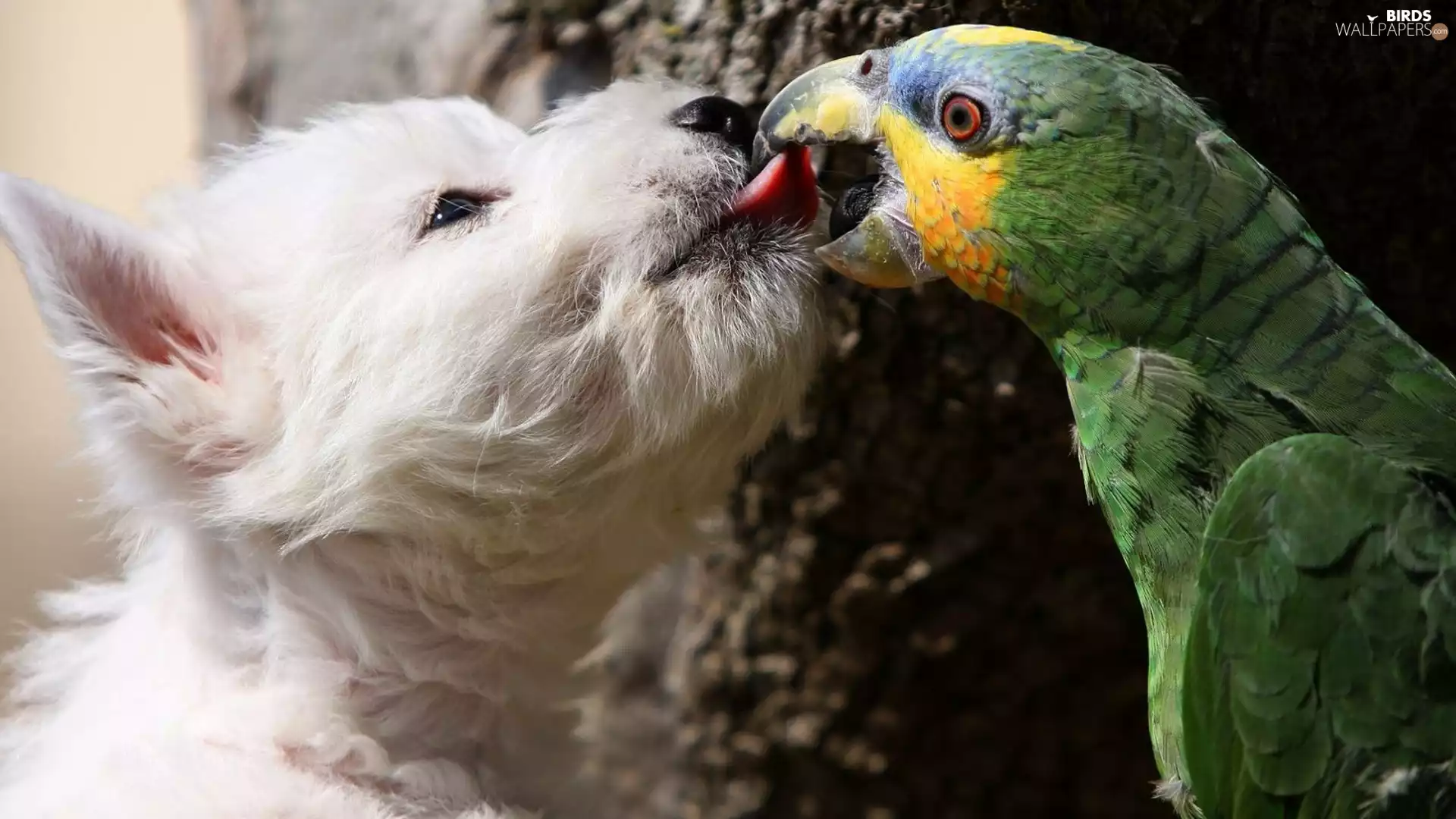 kiss, dog, parrot