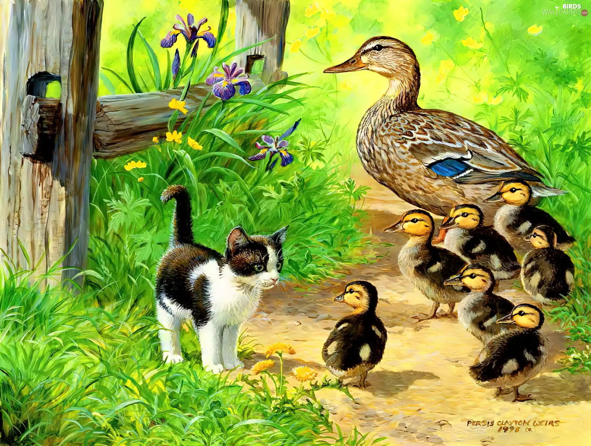 small, duck, Chicks, kitten