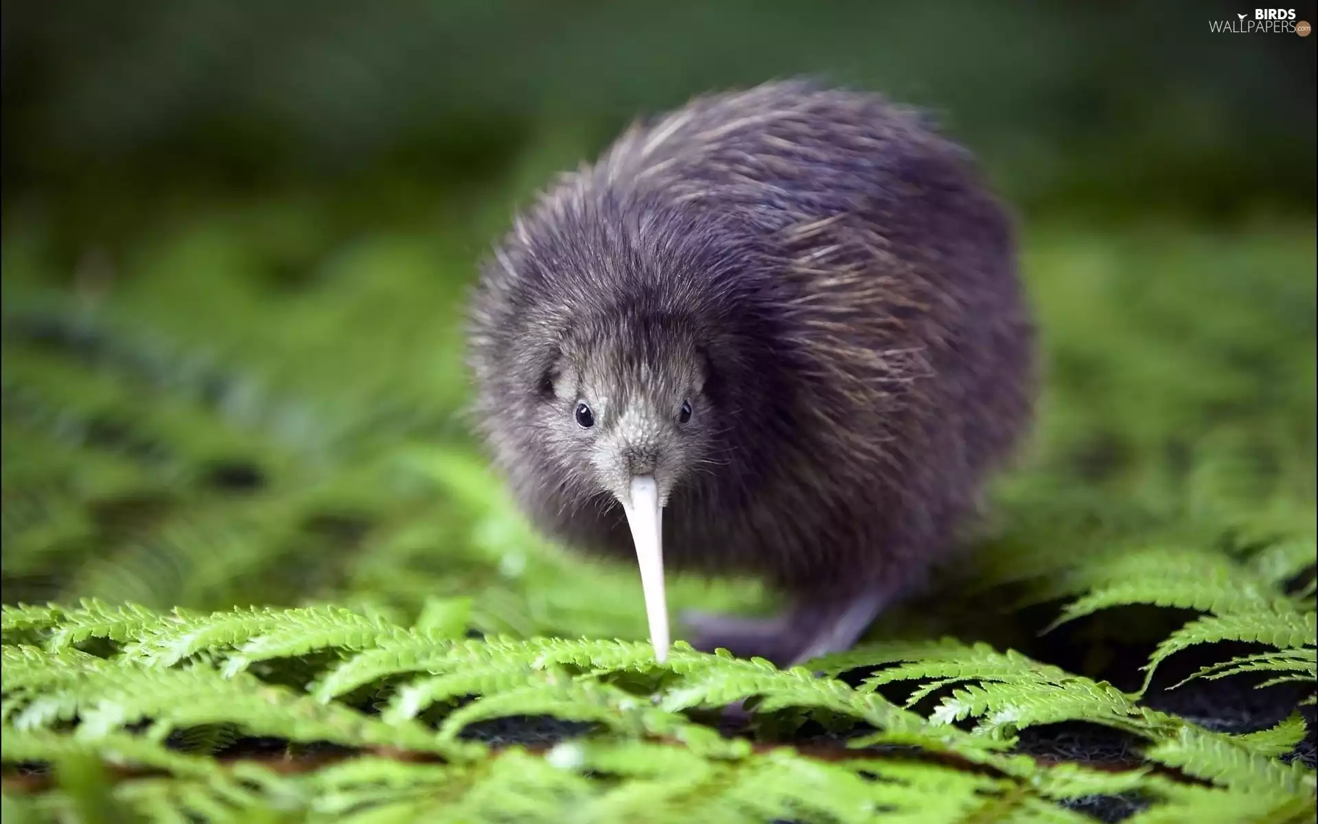 kiwi