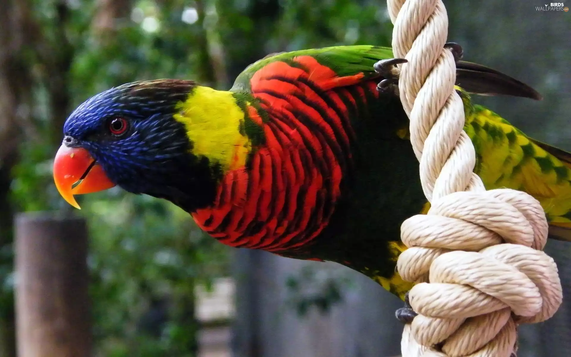 knot, parrot, string