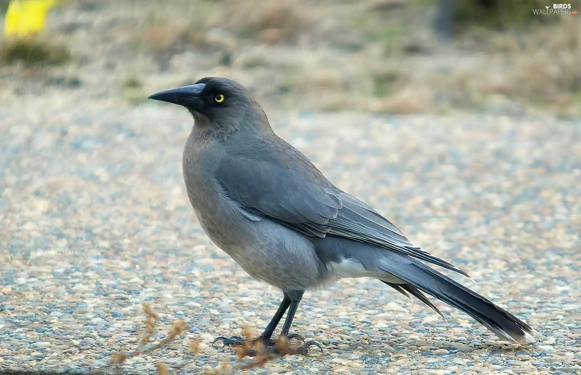 Bird, dark, feather, Kurawonga